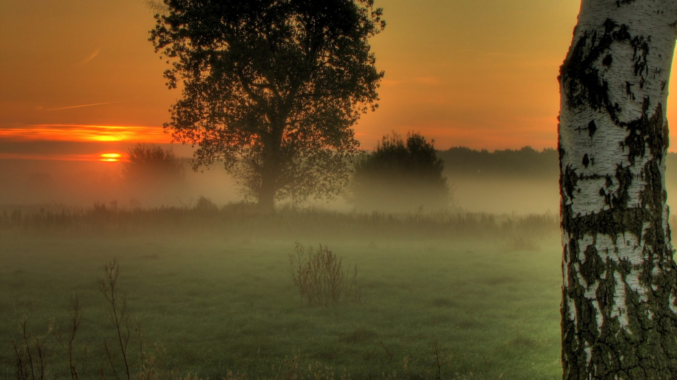 Green Grass Field With Trees During Sunset. Wallpaper in 1366x768 Resolution