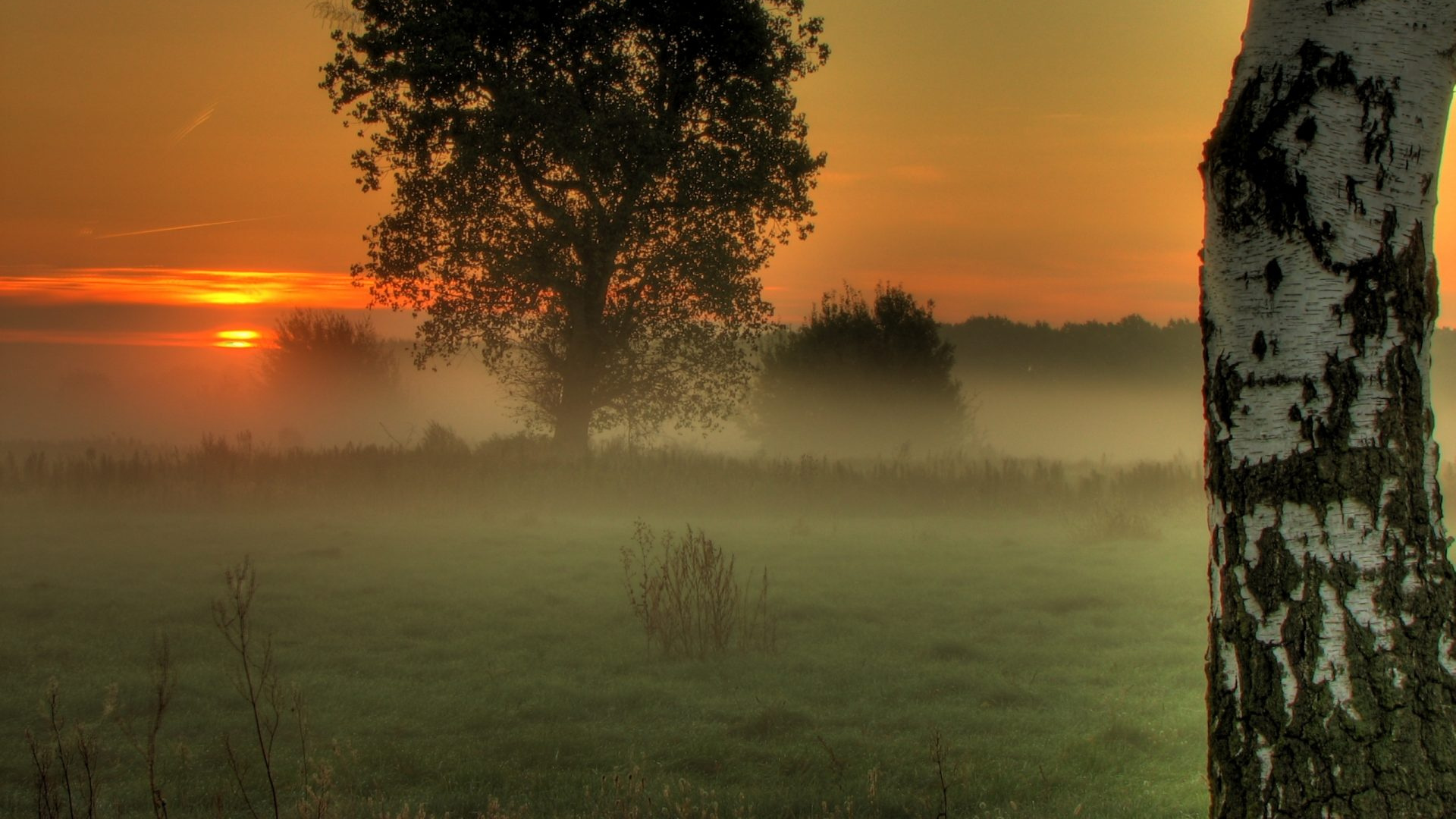 Champ D'herbe Verte Avec Des Arbres Pendant le Coucher du Soleil. Wallpaper in 1920x1080 Resolution