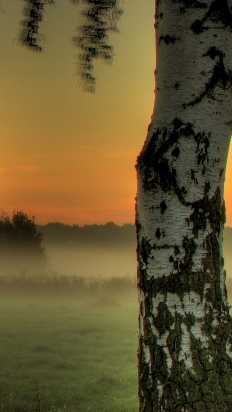 Champ D'herbe Verte Avec Des Arbres Pendant le Coucher du Soleil. Wallpaper in 750x1334 Resolution