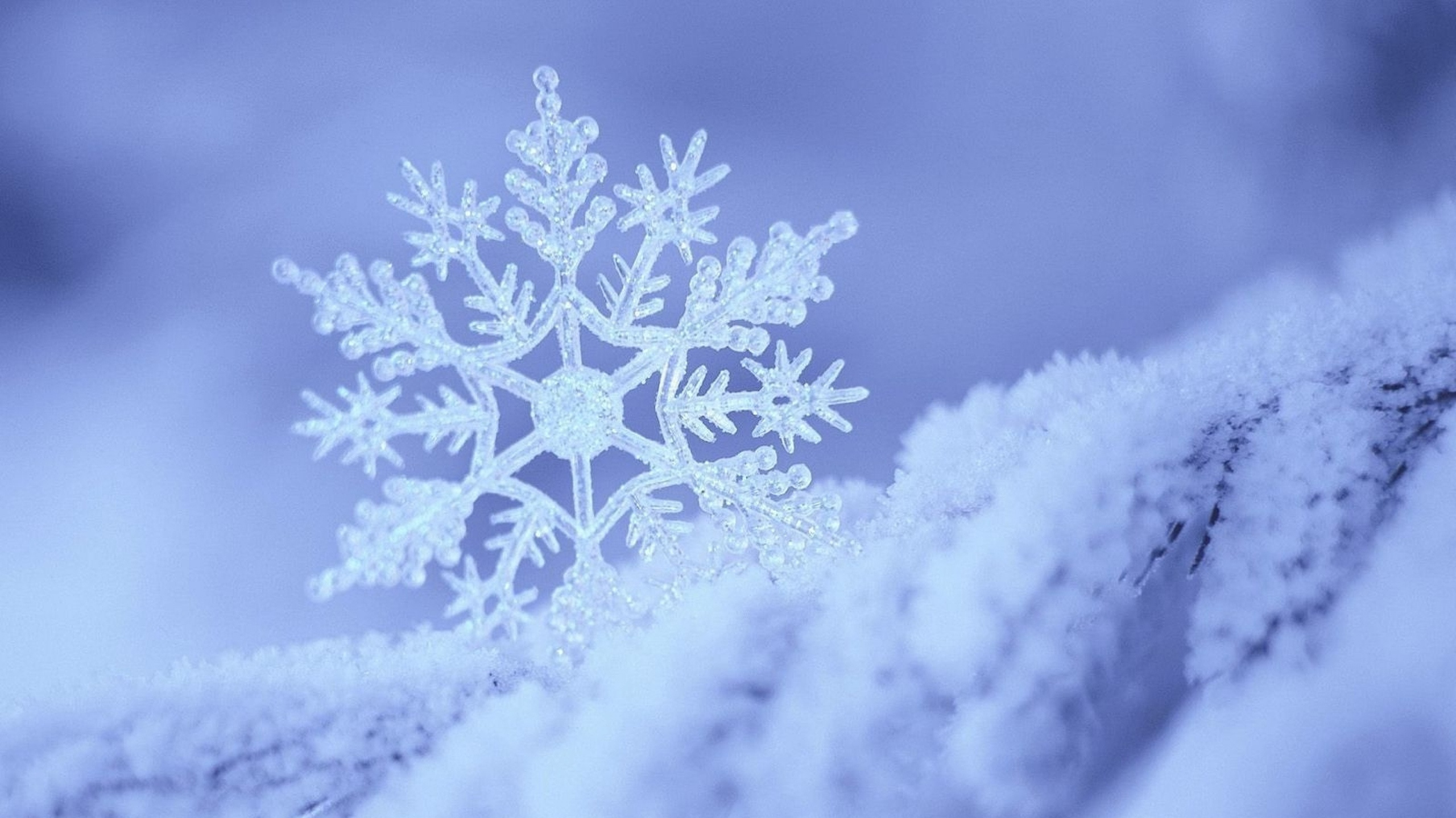 Snow Covered Pine Tree in Grayscale Photography. Wallpaper in 2560x1440 Resolution