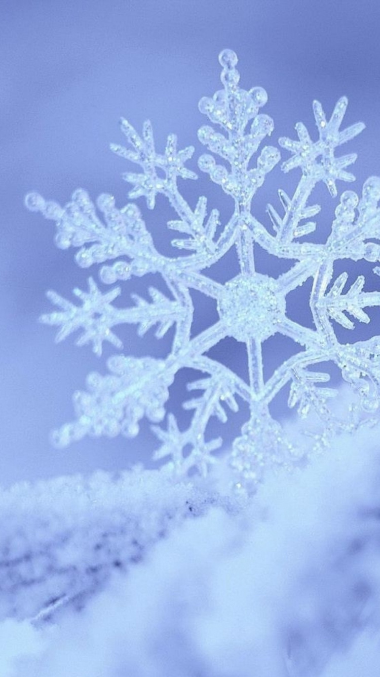 Snow Covered Pine Tree in Grayscale Photography. Wallpaper in 750x1334 Resolution