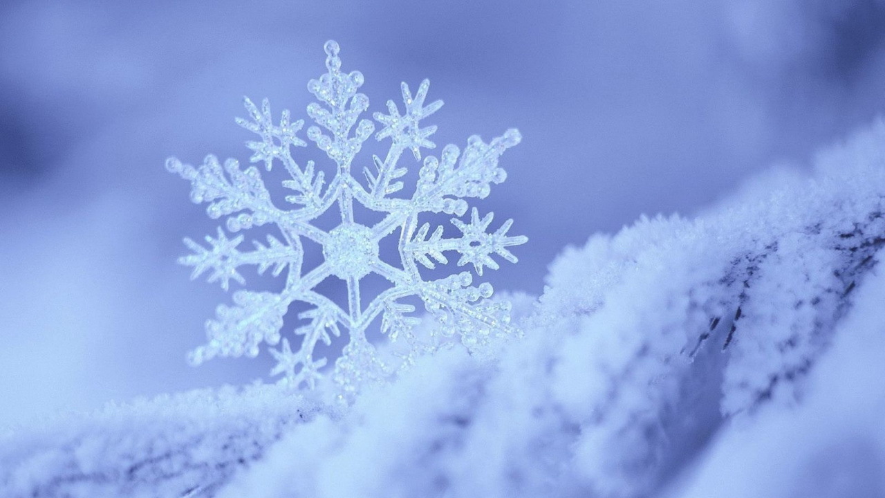 Pino Cubierto de Nieve en la Fotografía en Escala de Grises. Wallpaper in 1280x720 Resolution