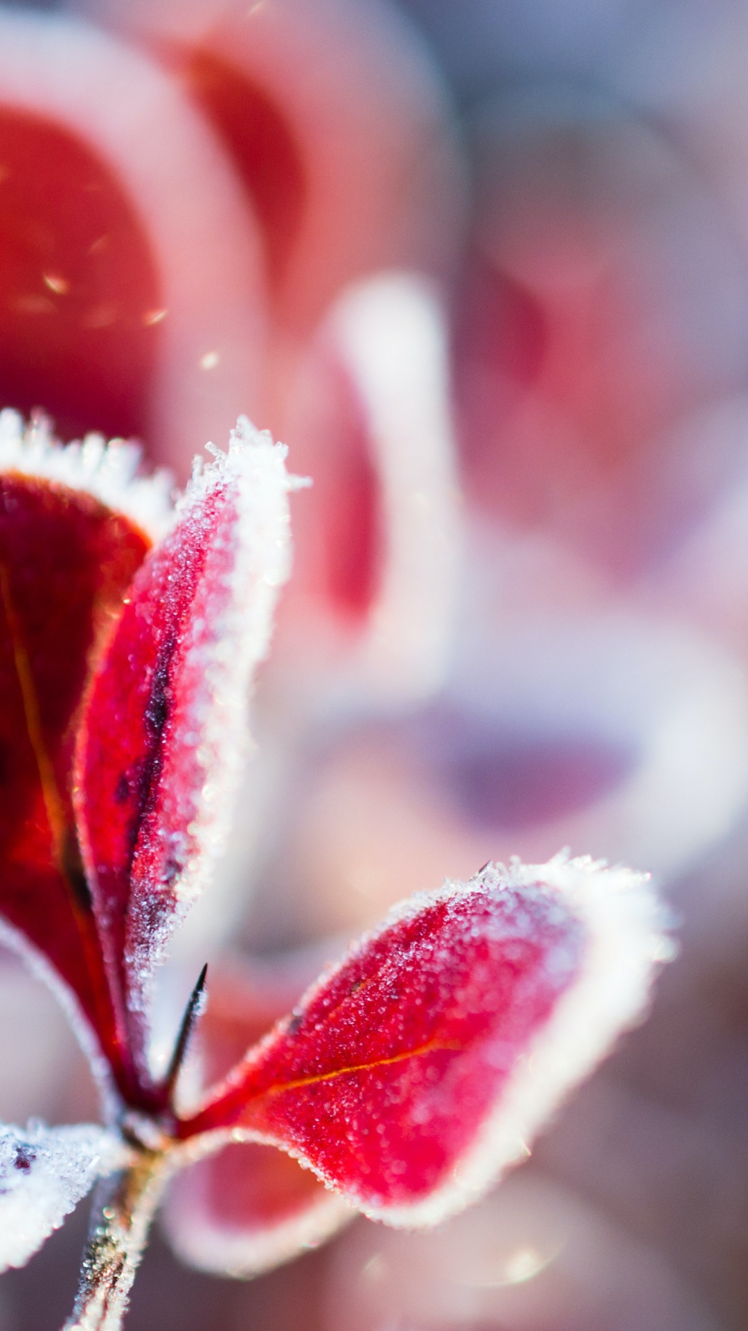 Flower, Plant, Petal, Terrestrial Plant, Pink. Wallpaper in 1080x1920 Resolution