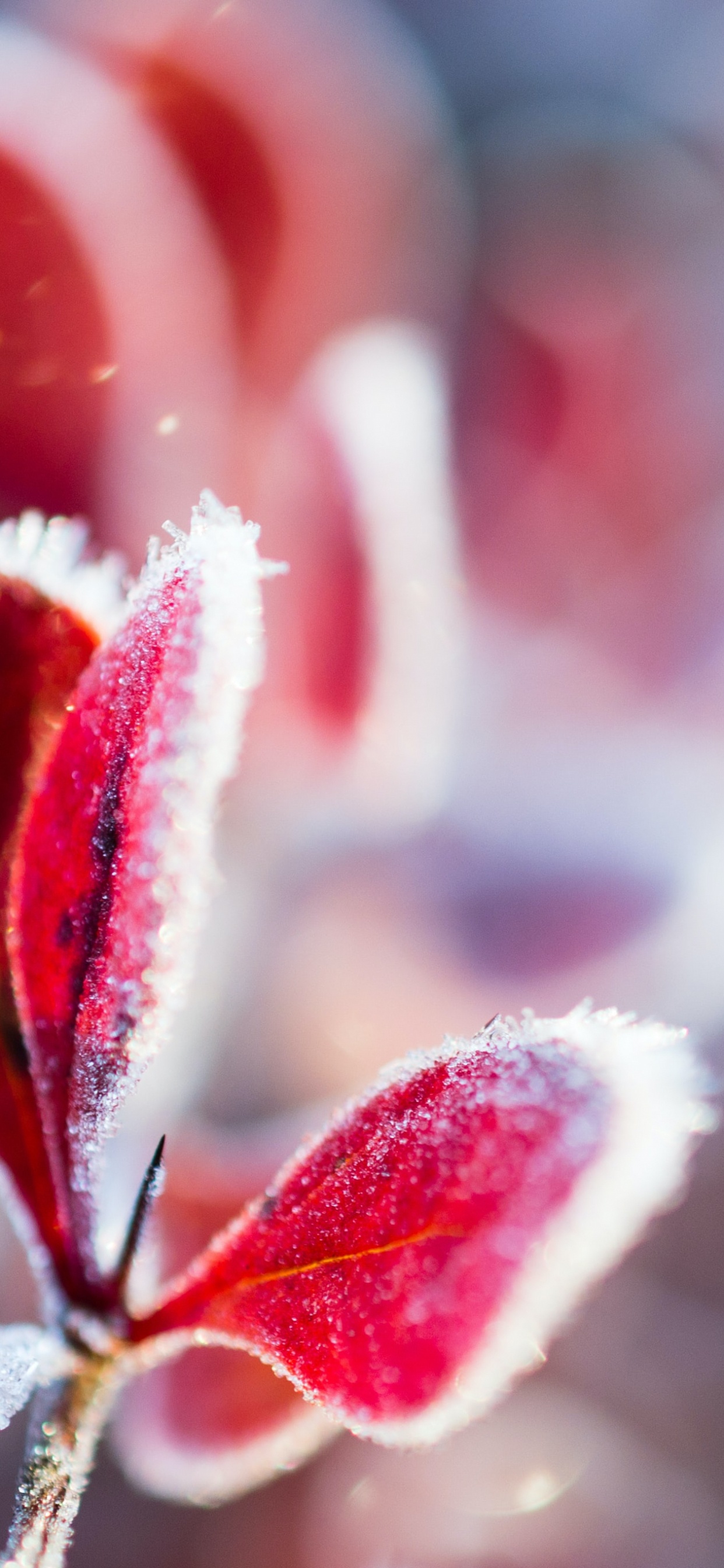 Flower, Plant, Petal, Terrestrial Plant, Pink. Wallpaper in 1242x2688 Resolution