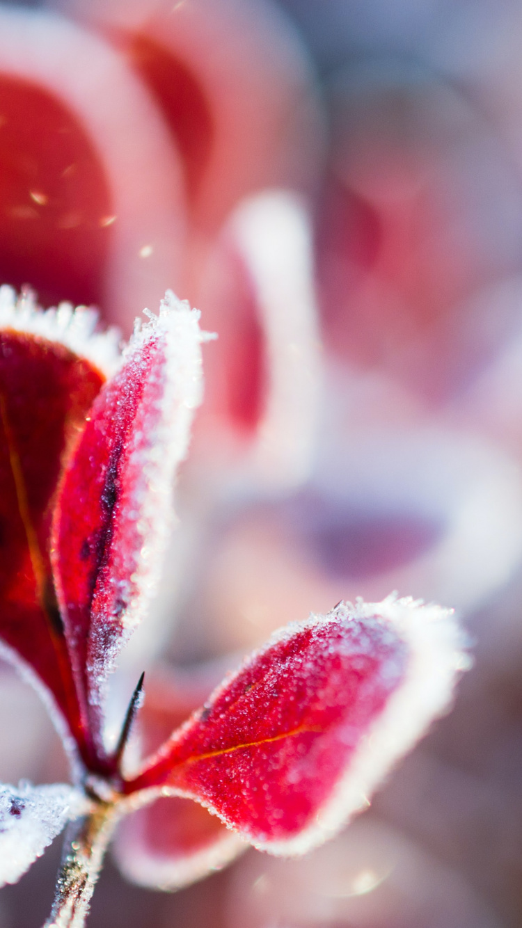 Flower, Plant, Petal, Terrestrial Plant, Pink. Wallpaper in 750x1334 Resolution