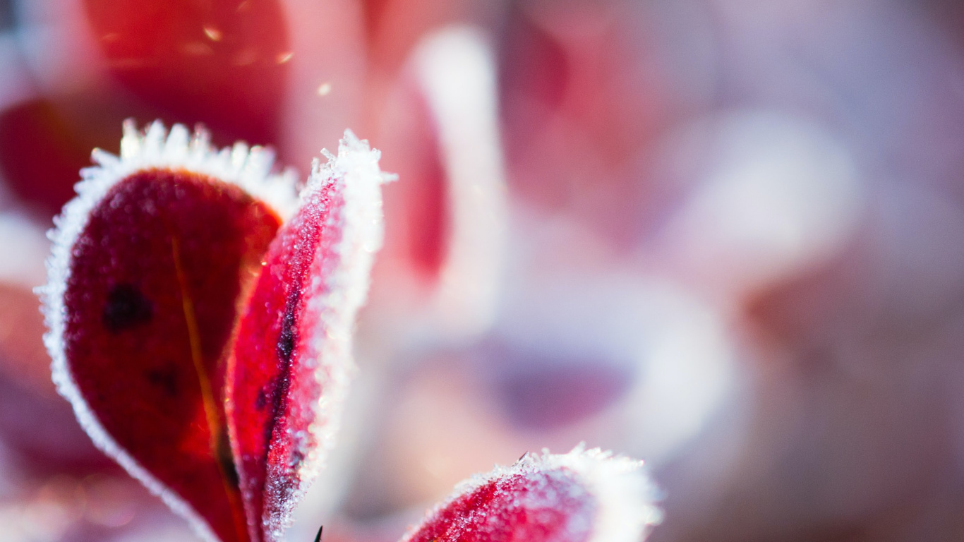 Pétale, Plante Terrestre, Pink, Rameau, la Floraison de la Plante. Wallpaper in 1366x768 Resolution