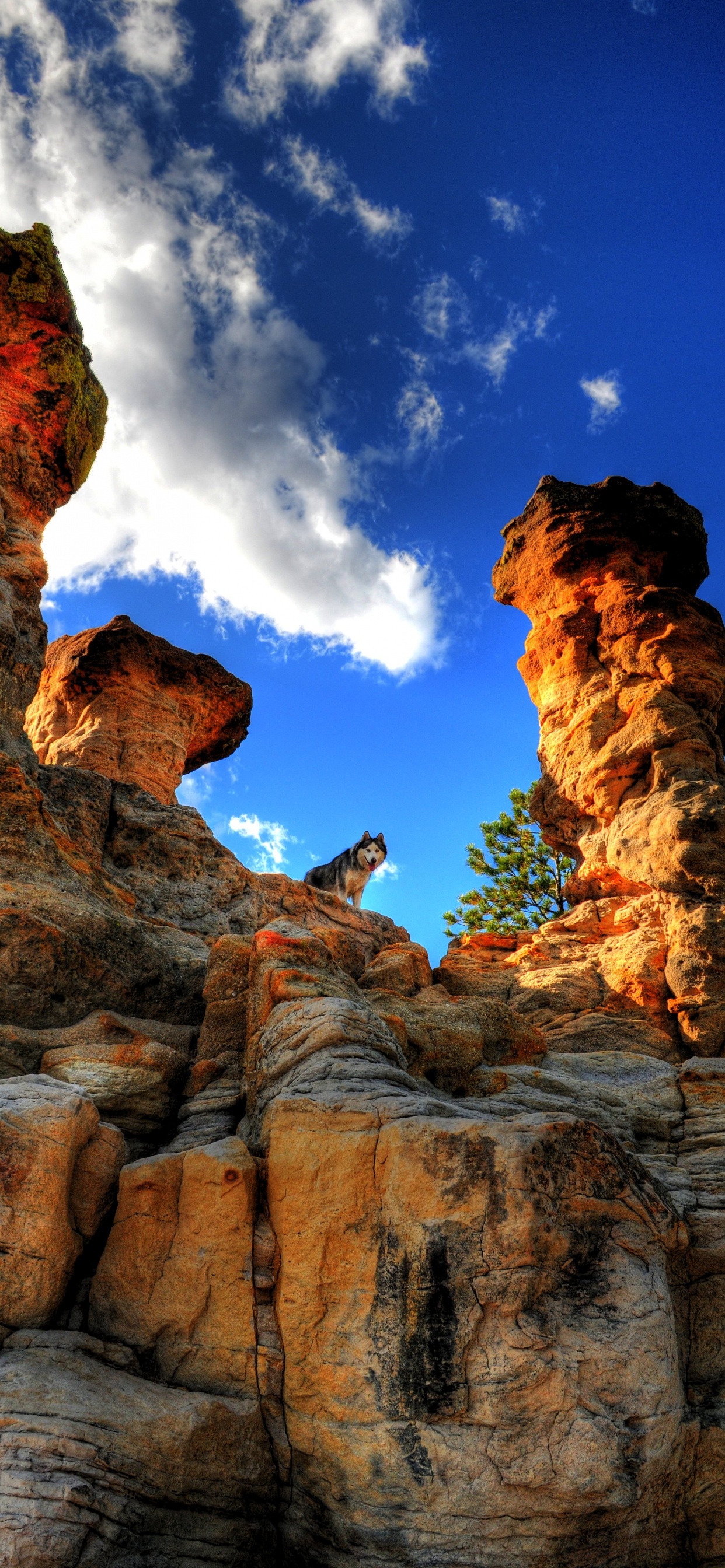 Dogge, Katze, Haustierfelsen, Rock, Geologie. Wallpaper in 1242x2688 Resolution