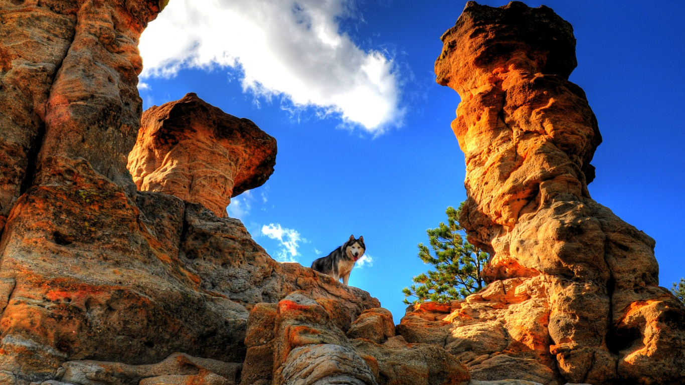 Great Dane, Mountain, Cat, Pet Rock, Rock. Wallpaper in 1366x768 Resolution