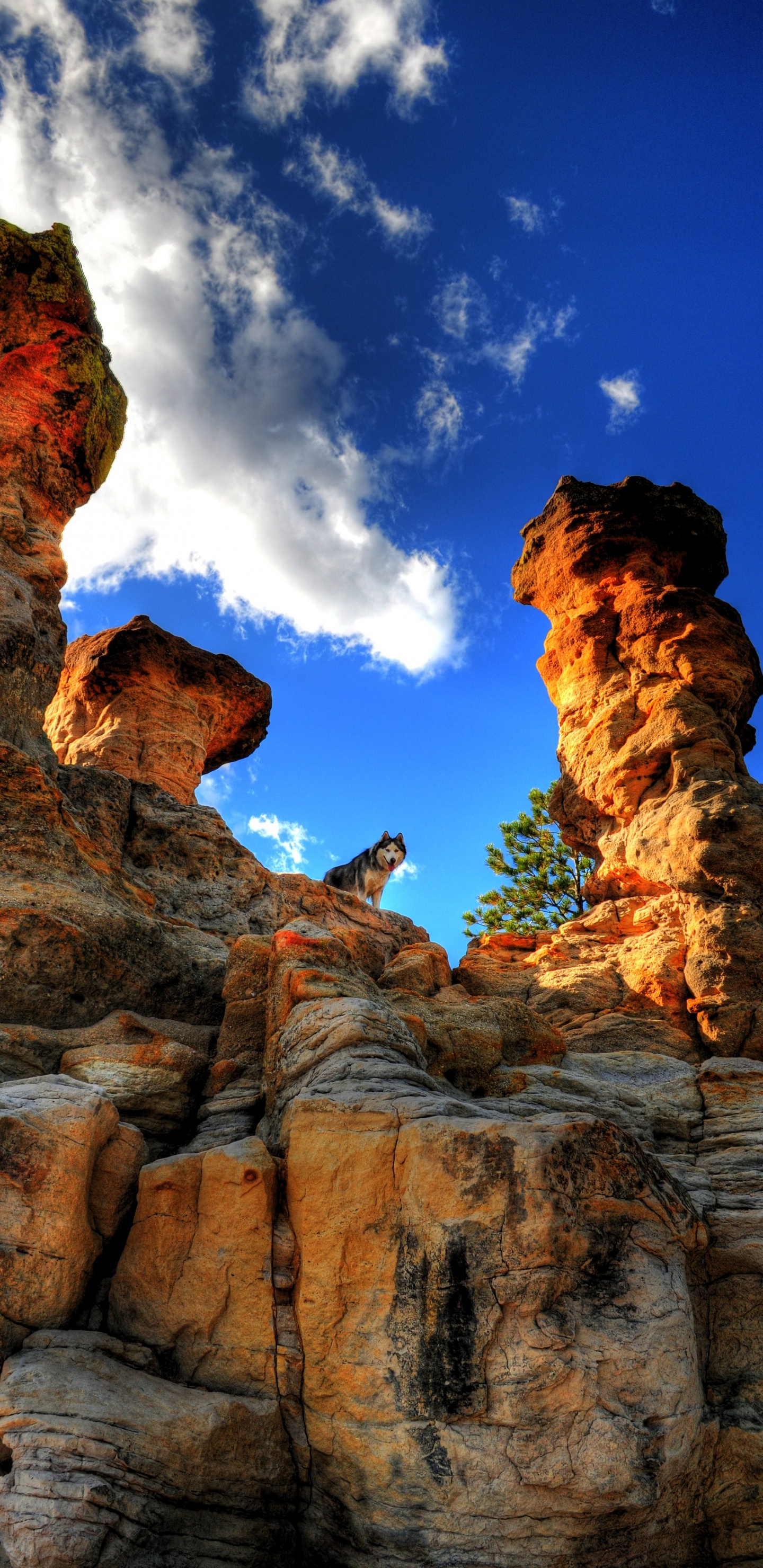 Great Dane, Mountain, Cat, Pet Rock, Rock. Wallpaper in 1440x2960 Resolution