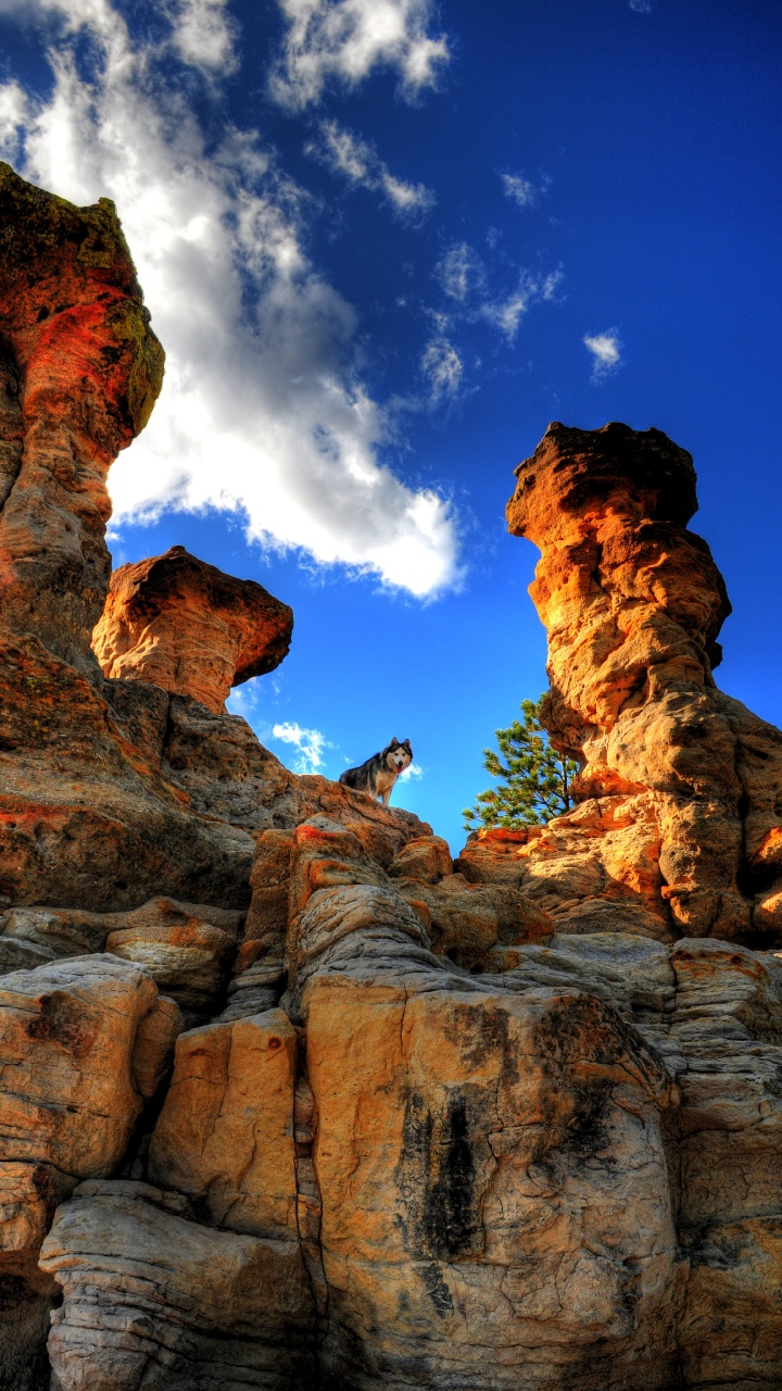 Great Dane, Mountain, Cat, Pet Rock, Rock. Wallpaper in 720x1280 Resolution