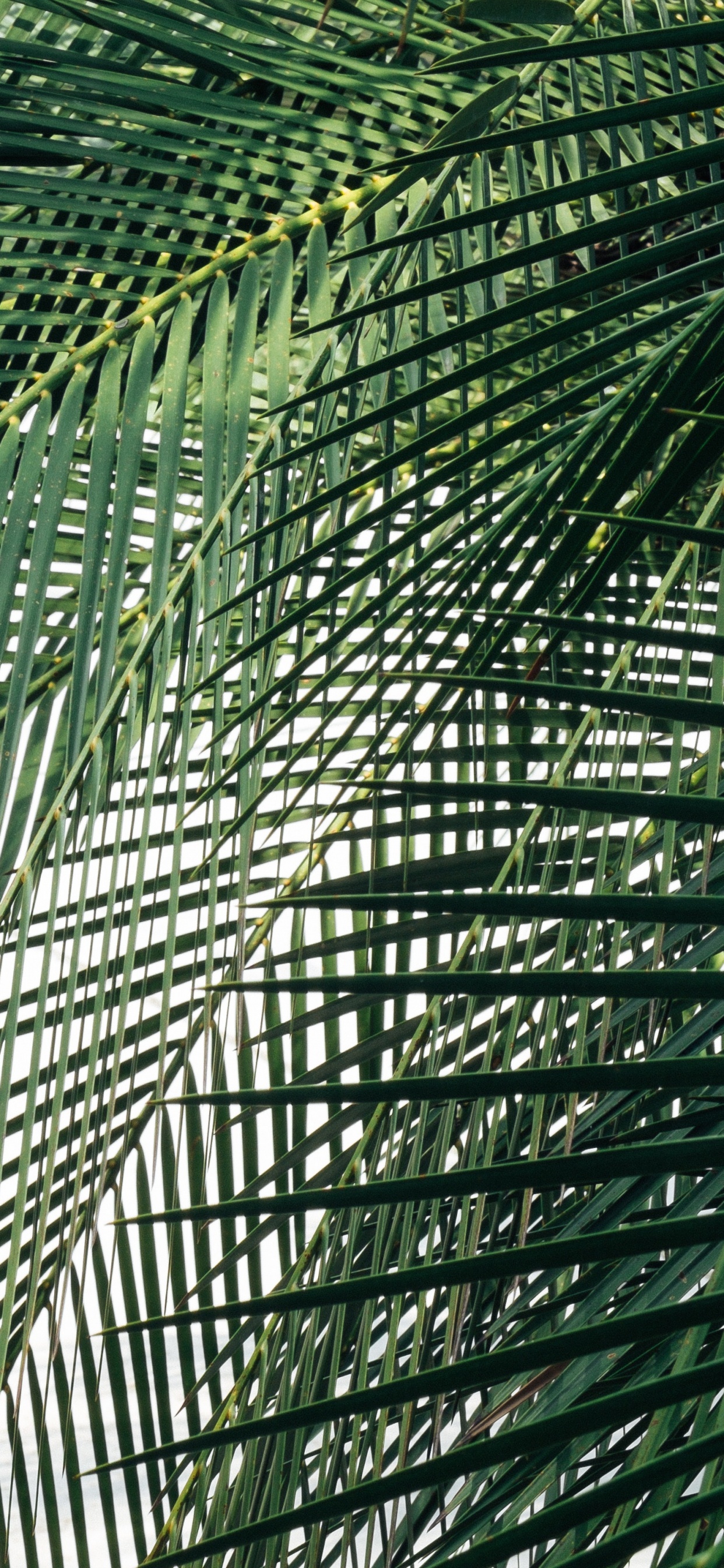 Palmera Verde Durante el Día. Wallpaper in 1242x2688 Resolution