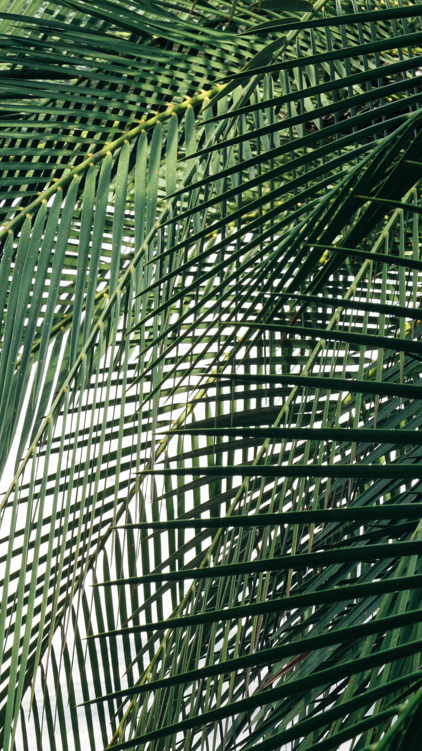 Palmera Verde Durante el Día. Wallpaper in 1440x2560 Resolution