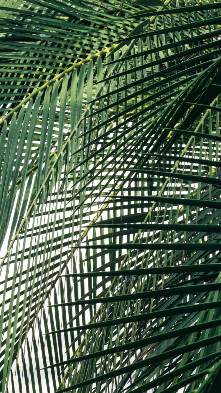 Palmera Verde Durante el Día. Wallpaper in 750x1334 Resolution