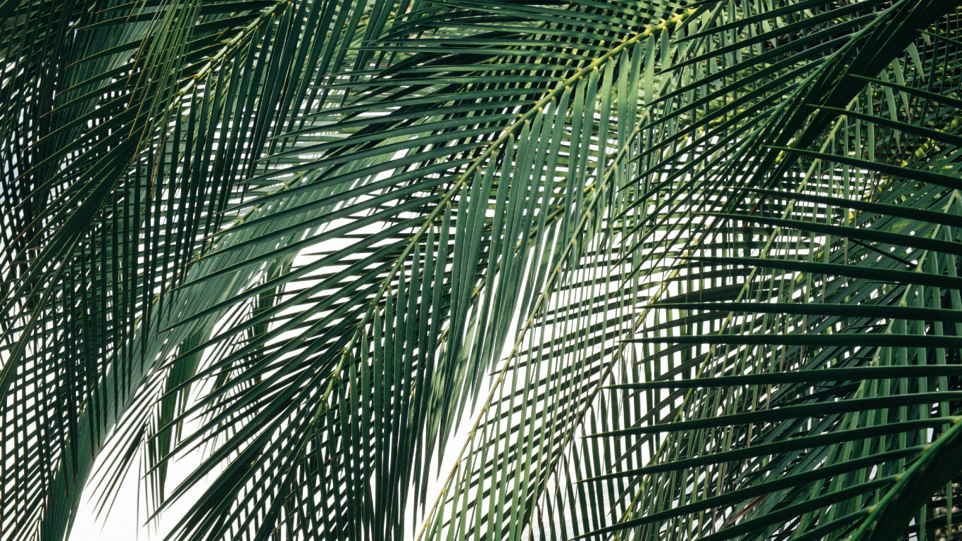 Tagsüber Grüne Palme. Wallpaper in 1366x768 Resolution