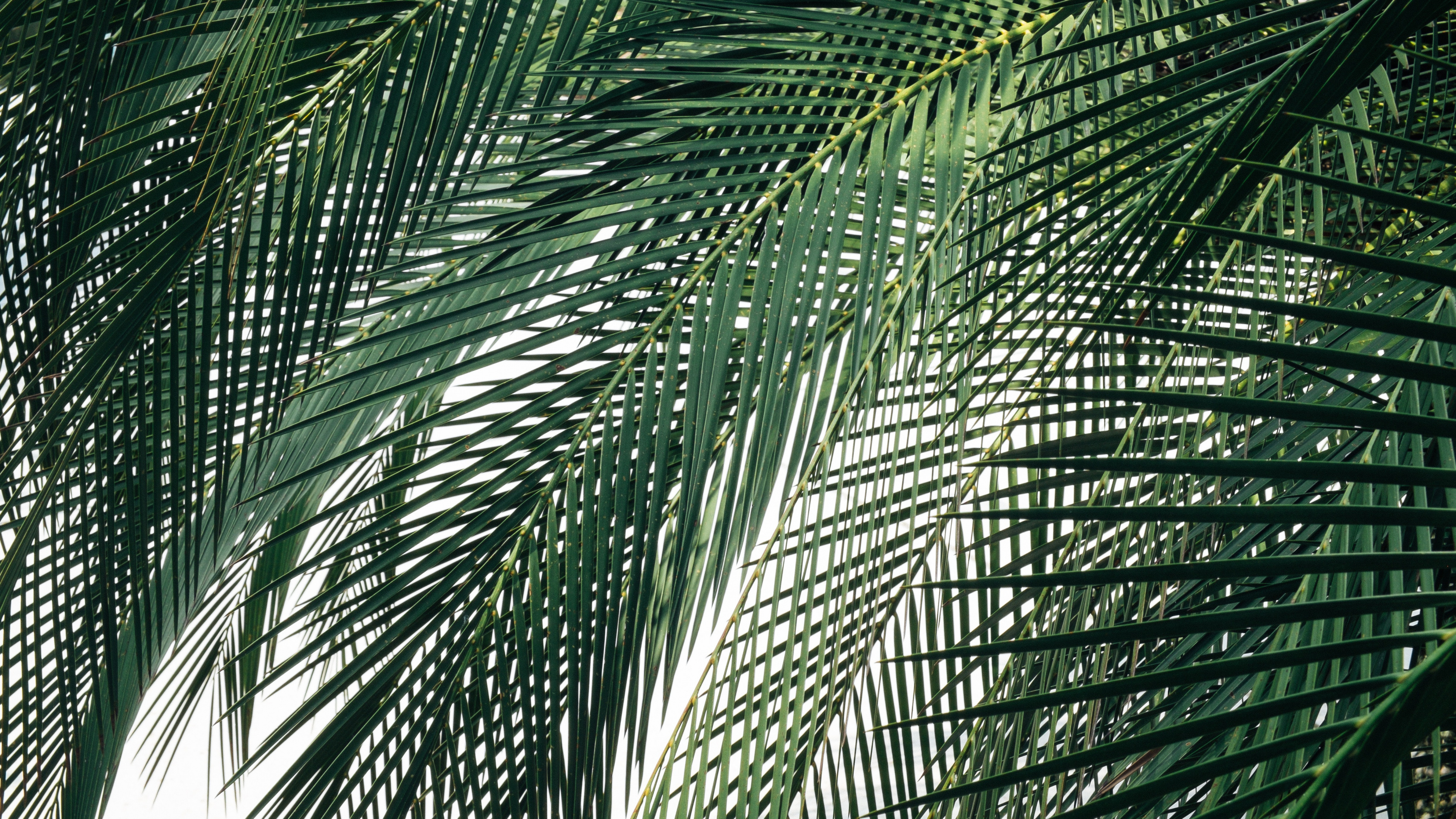 Tagsüber Grüne Palme. Wallpaper in 3840x2160 Resolution