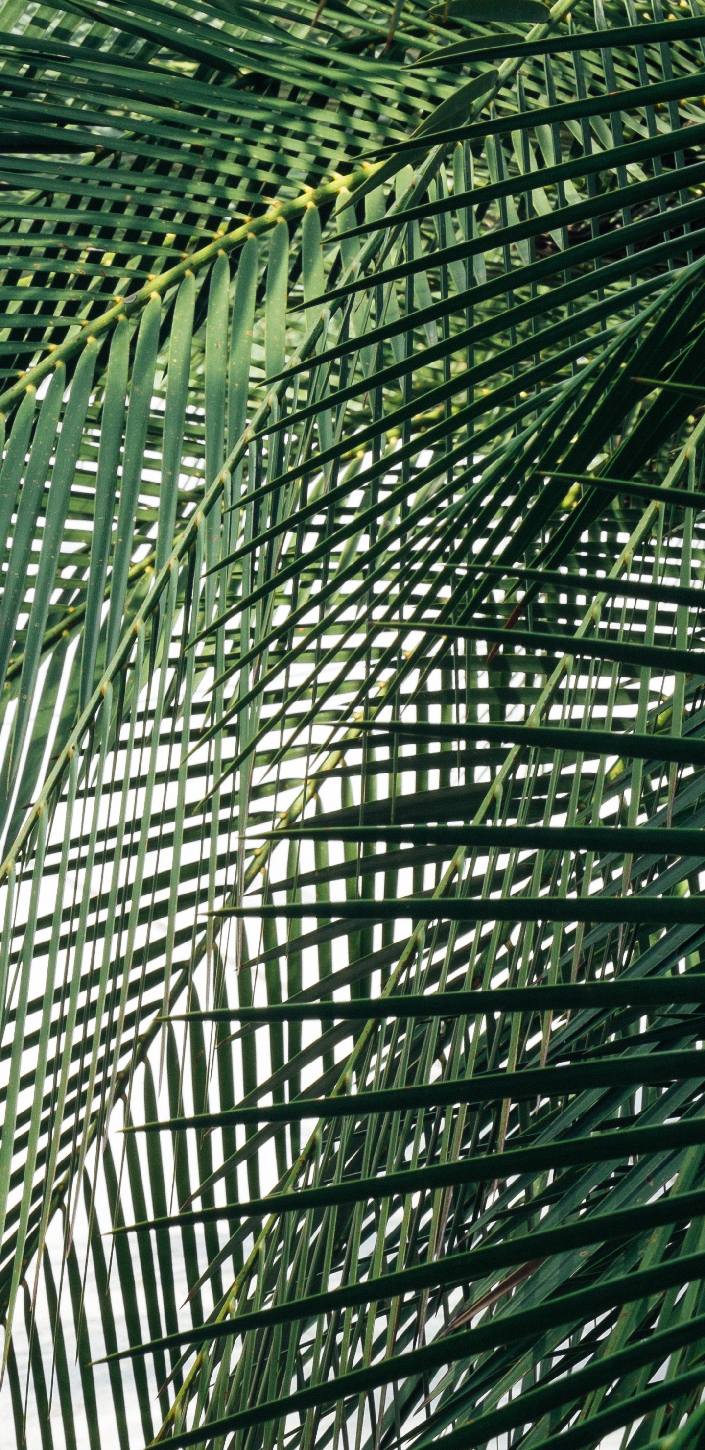 Green Palm Tree During Daytime. Wallpaper in 1440x2960 Resolution