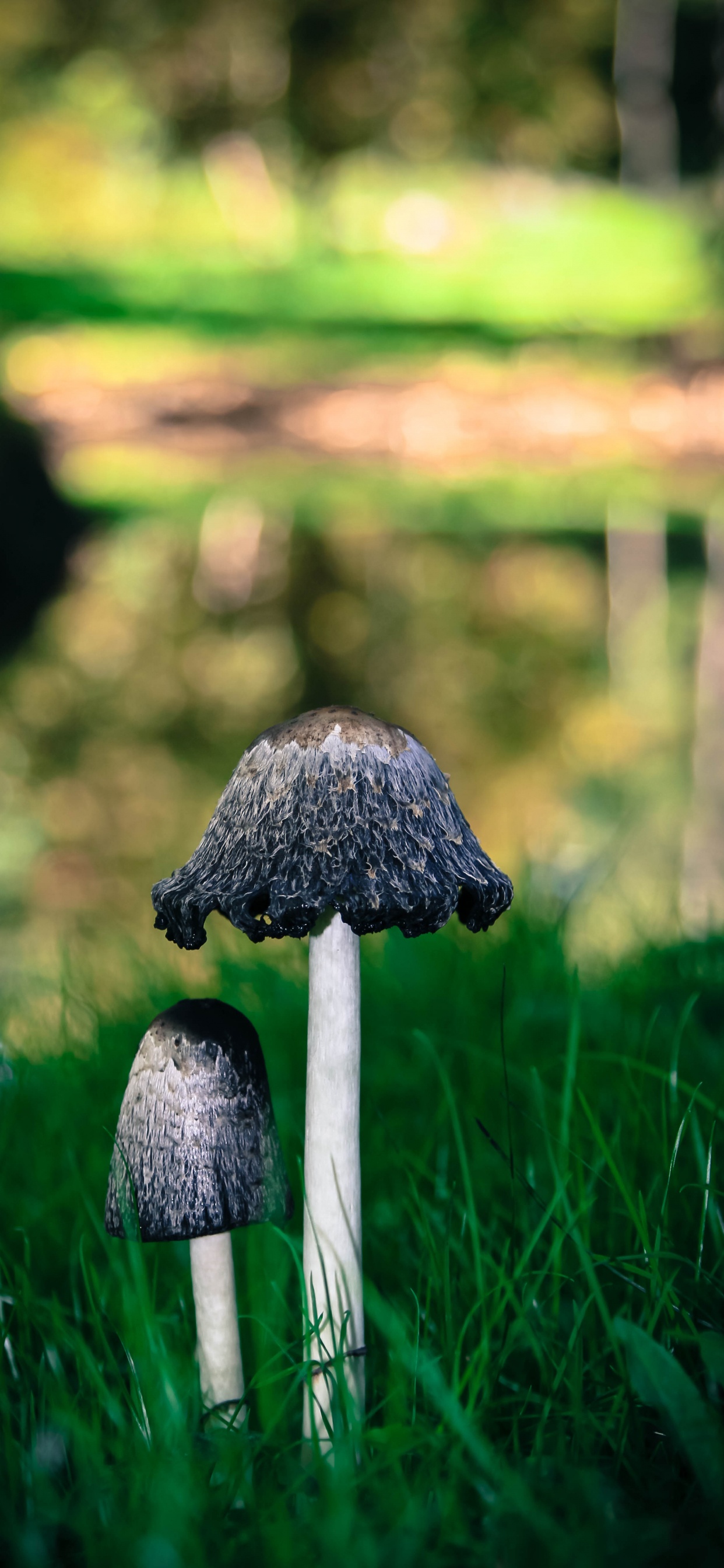 Brown Mushroom on Green Grass During Daytime. Wallpaper in 1242x2688 Resolution