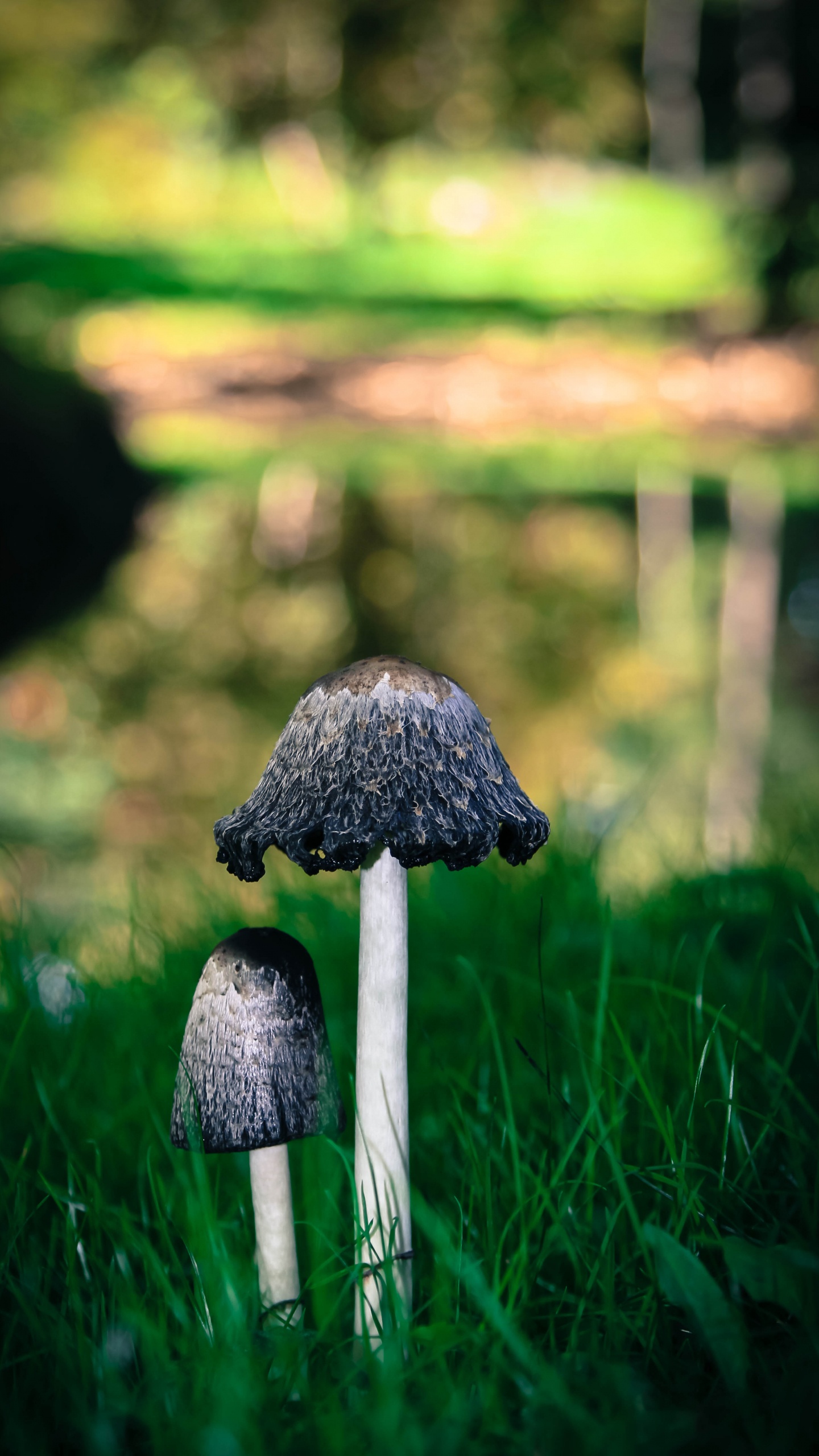 Brown Mushroom on Green Grass During Daytime. Wallpaper in 1440x2560 Resolution