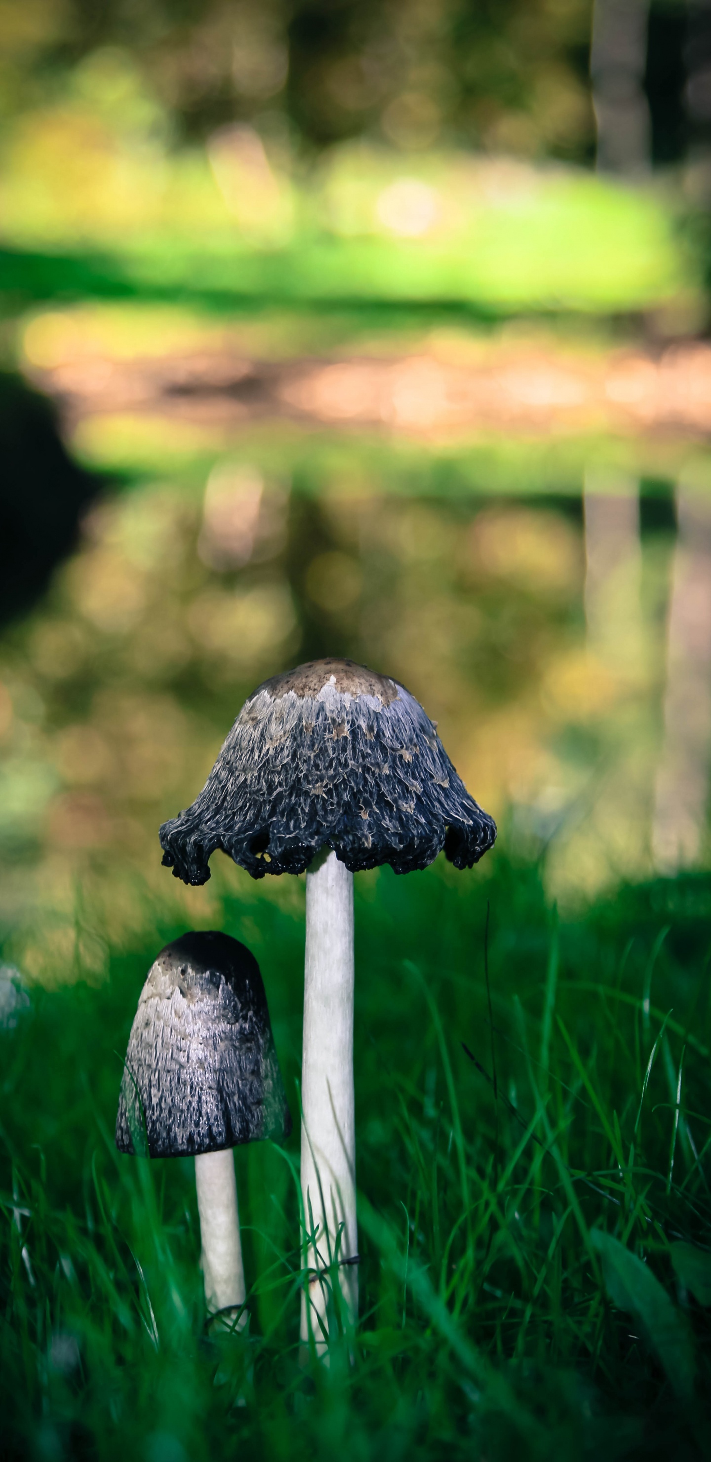 Champignon Brun Sur L'herbe Verte Pendant la Journée. Wallpaper in 1440x2960 Resolution