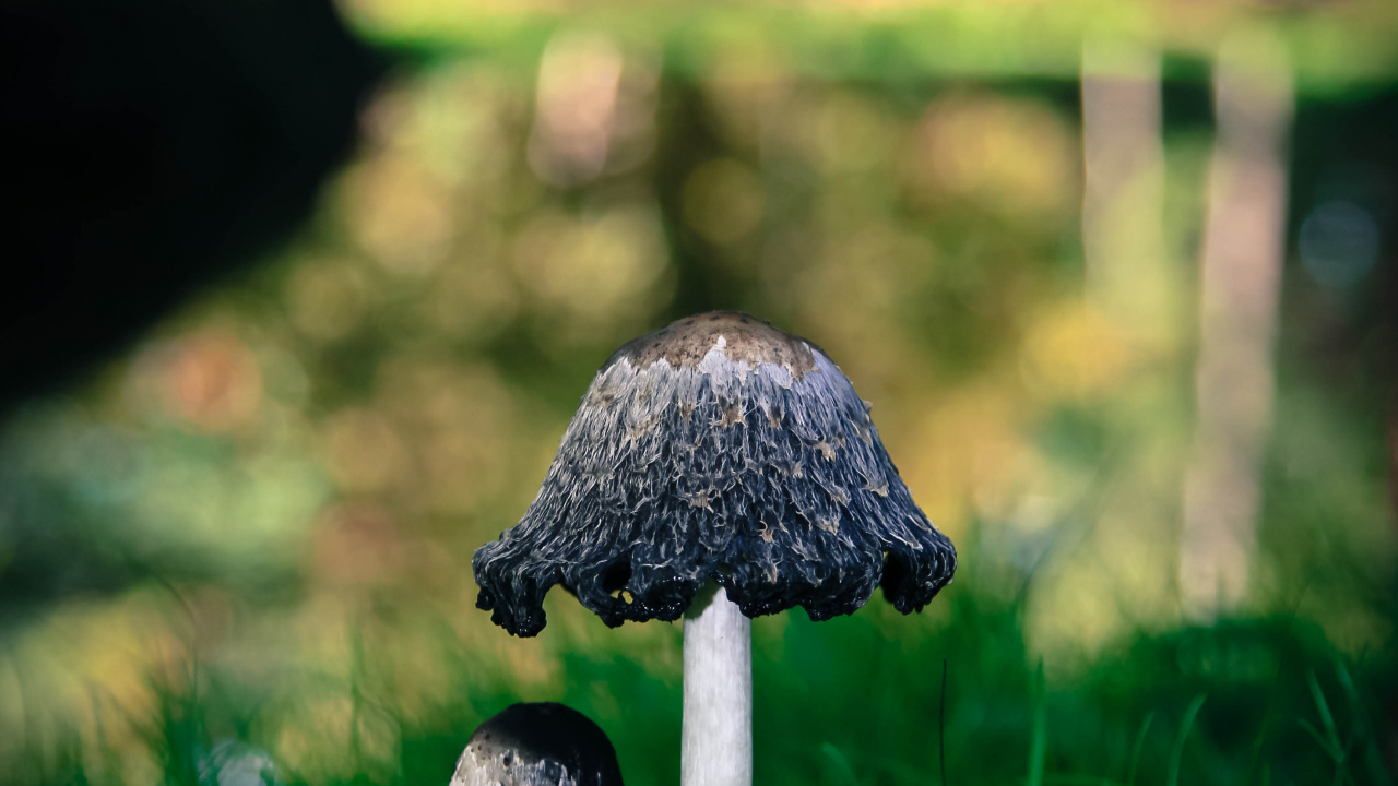 下载 1280x720 壁纸 牛肝菌, 绿色的, 草, 食用蘑菇, 生物群落 牛肝菌, 绿色的, 草, 食用蘑菇, 生物群落 壁纸 1280x720 允许