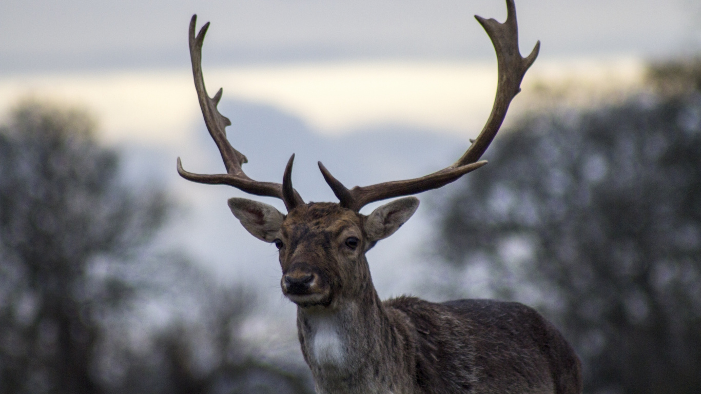 Brown Deer in Close up Photography. Wallpaper in 1366x768 Resolution