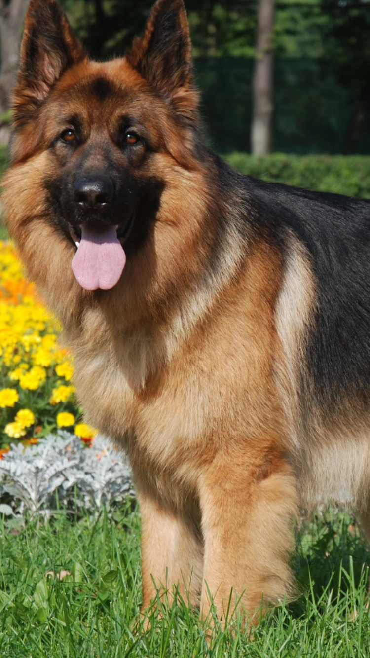 Berger Allemand Brun et Noir Sur Terrain D'herbe Verte Pendant la Journée. Wallpaper in 750x1334 Resolution