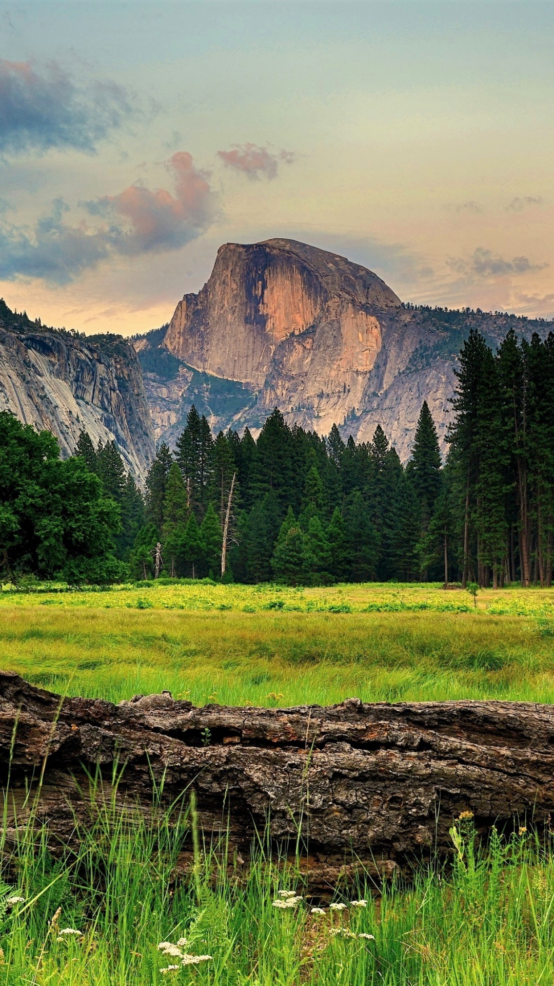 Brauner Baumstamm Auf Grüner Wiese in Der Nähe Des Berges Unter Weißen Wolken Tagsüber. Wallpaper in 1080x1920 Resolution