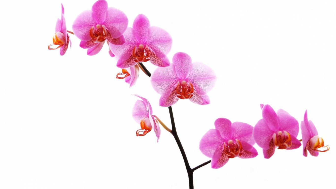 Pink Moth Orchids in Bloom. Wallpaper in 1366x768 Resolution