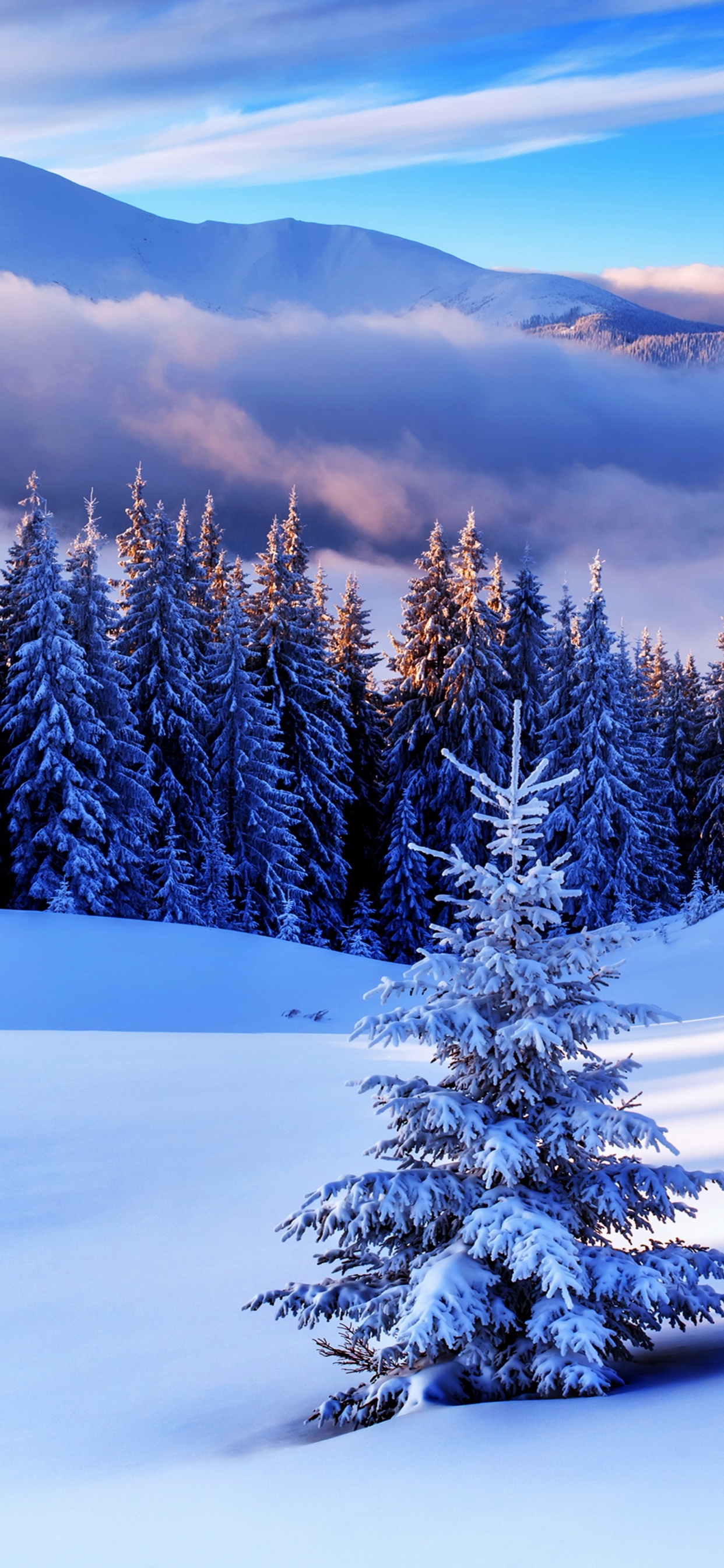 Pins Verts Sur le Sol Couvert de Neige Pendant la Journée. Wallpaper in 1242x2688 Resolution