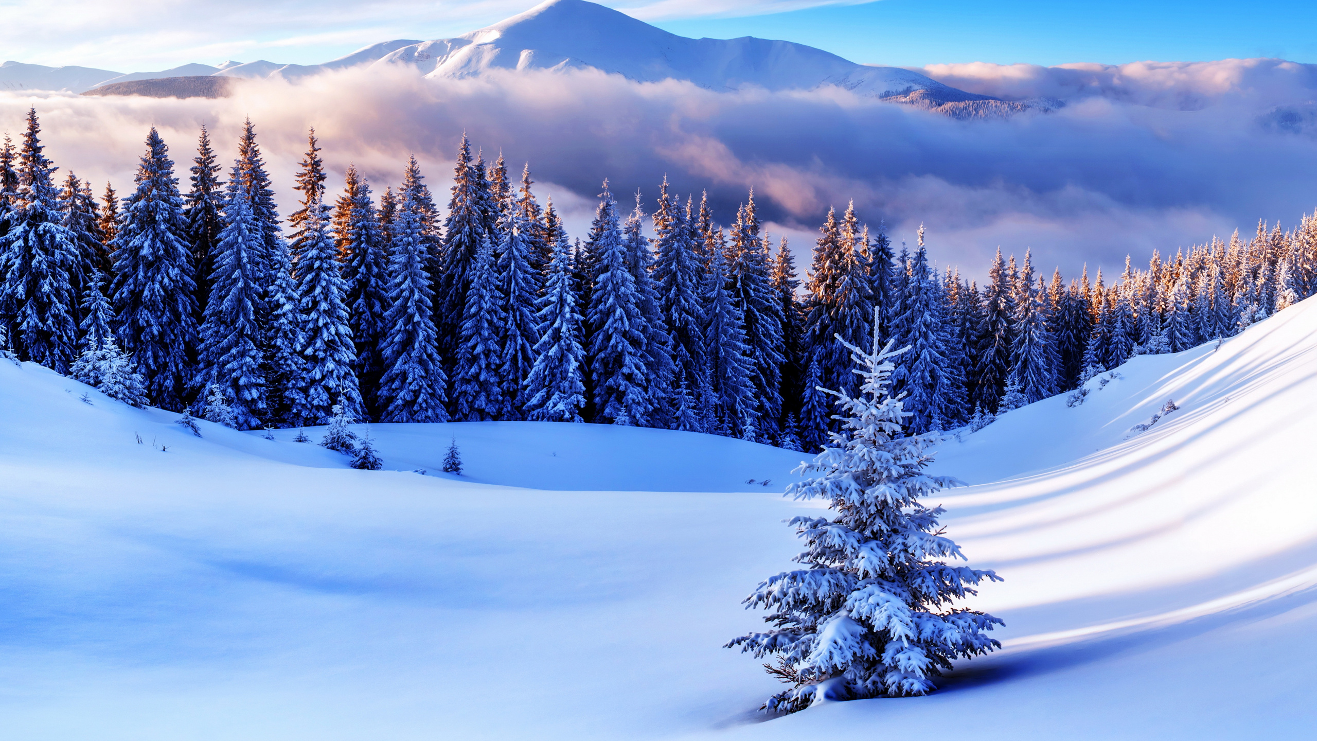 Pins Verts Sur le Sol Couvert de Neige Pendant la Journée. Wallpaper in 2560x1440 Resolution