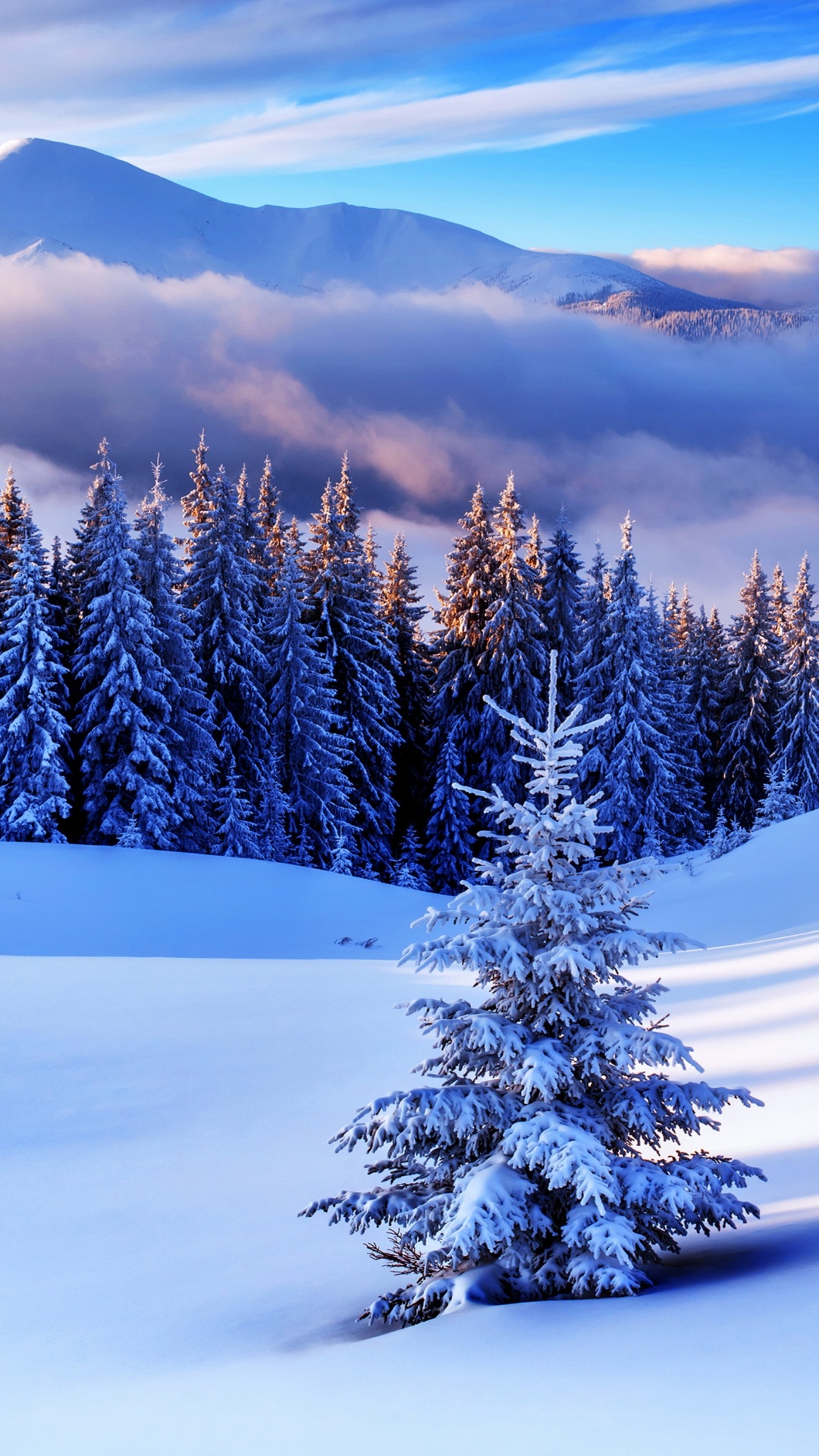 Green Pine Trees on Snow Covered Ground During Daytime. Wallpaper in 1080x1920 Resolution