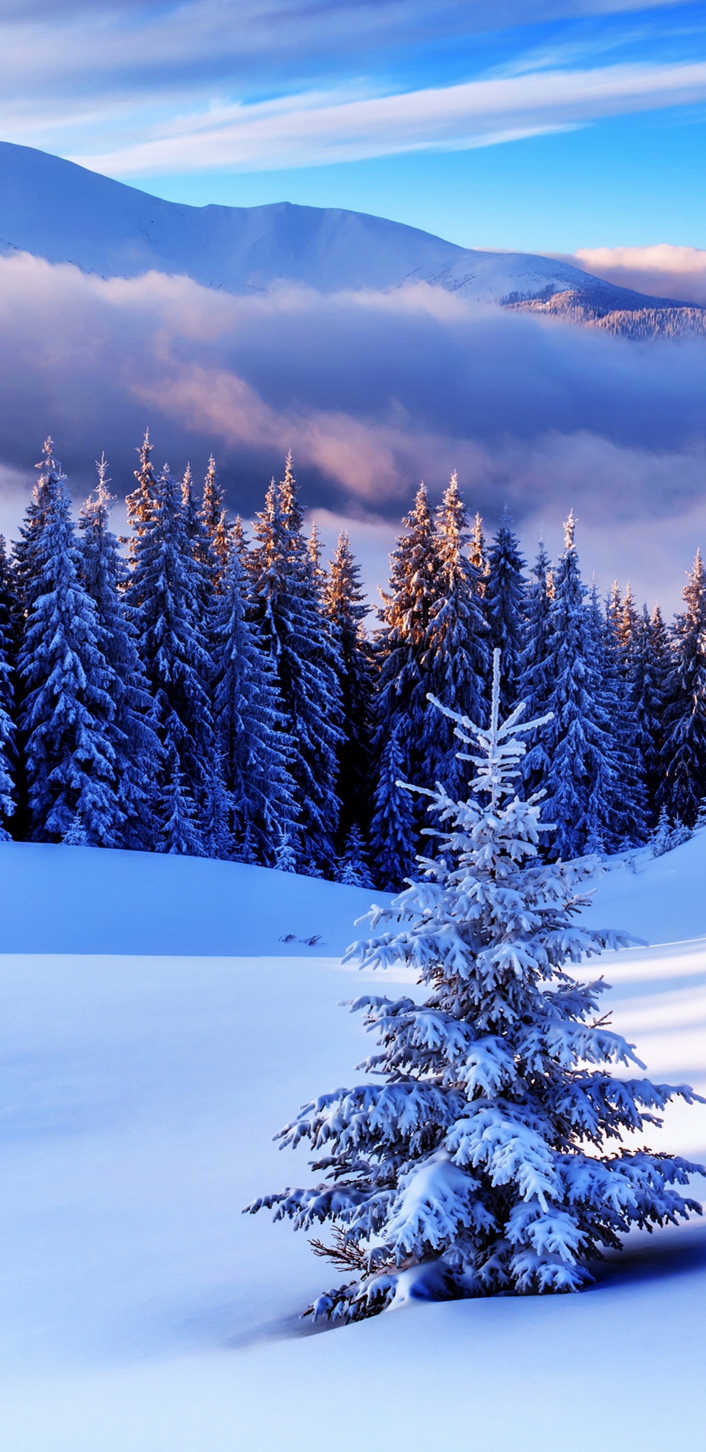 Tagsüber Grüne Pinien Auf Schneebedecktem Boden. Wallpaper in 1440x2960 Resolution