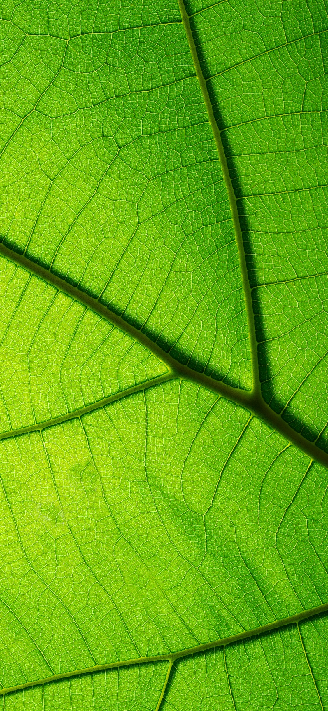 Green Leaf in Close up Photography. Wallpaper in 1125x2436 Resolution