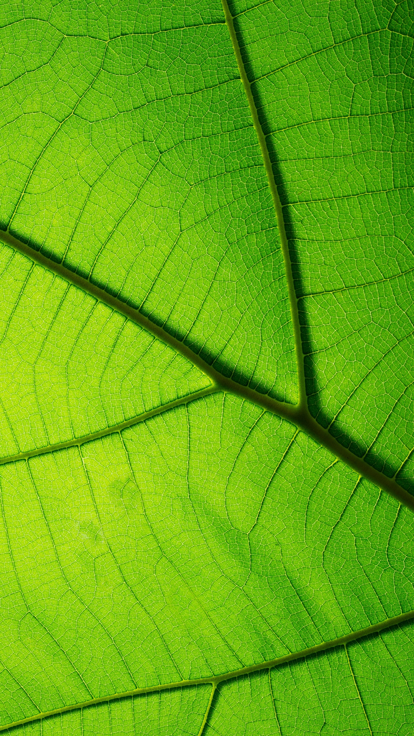 Green Leaf in Close up Photography. Wallpaper in 1440x2560 Resolution