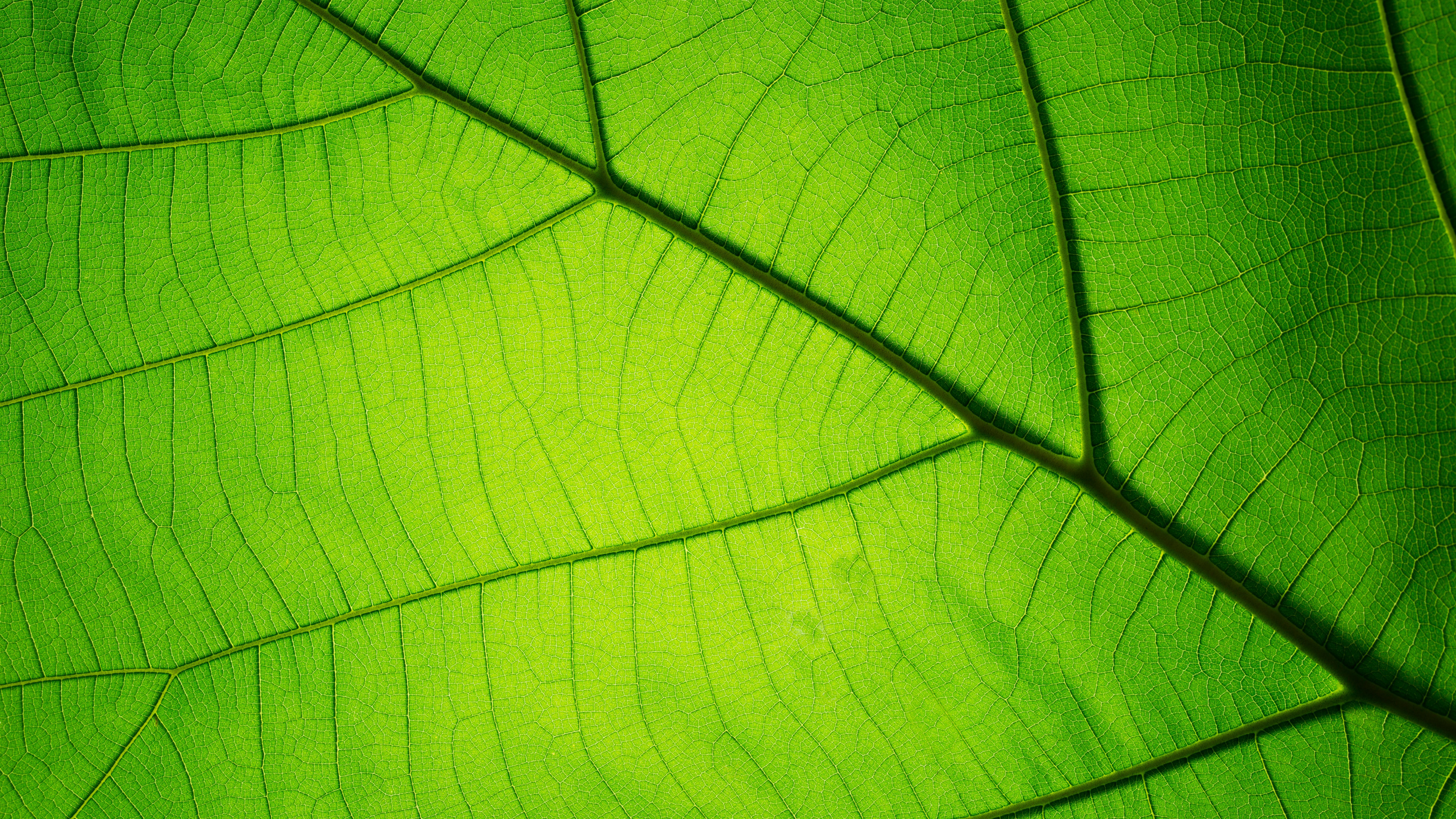 Green Leaf in Close up Photography. Wallpaper in 2560x1440 Resolution