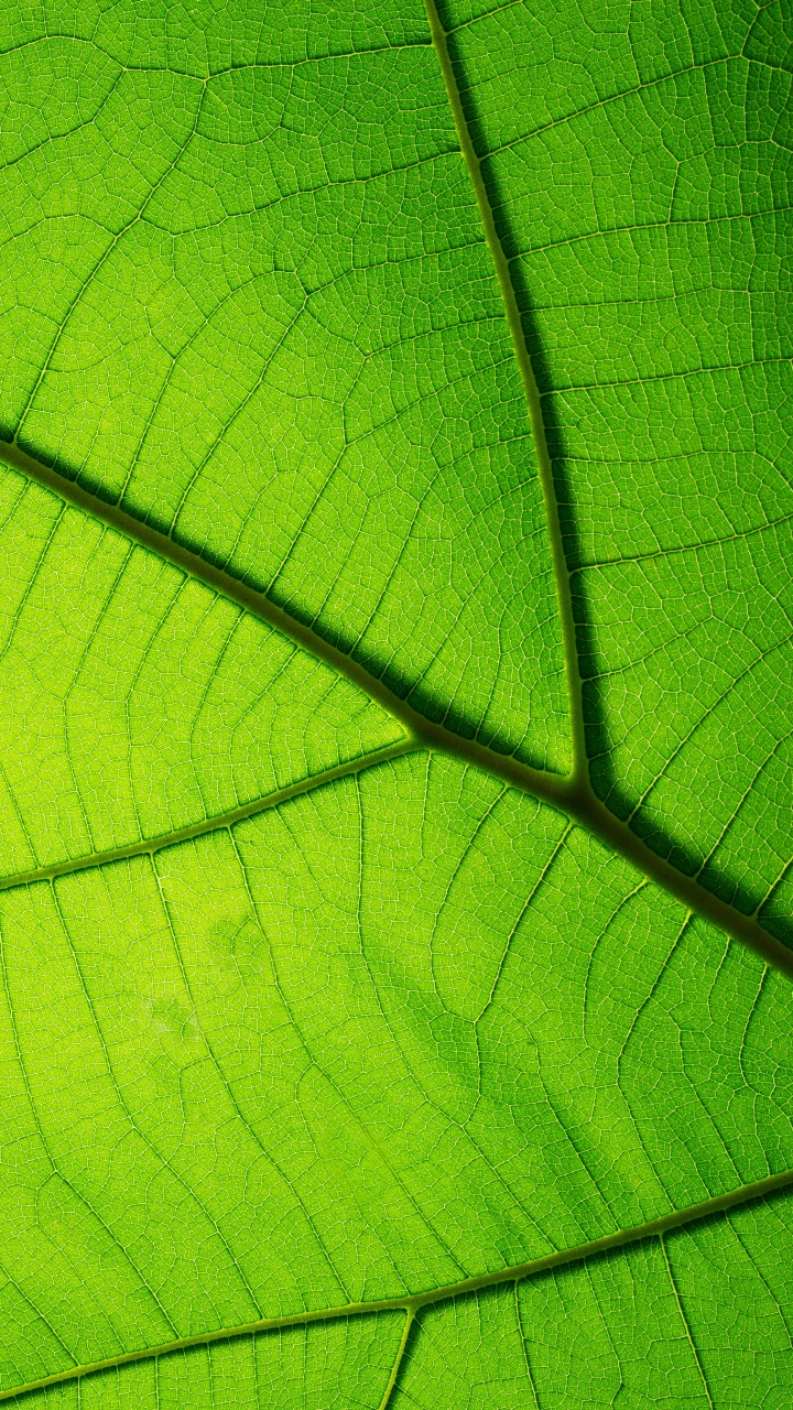 Green Leaf in Close up Photography. Wallpaper in 720x1280 Resolution