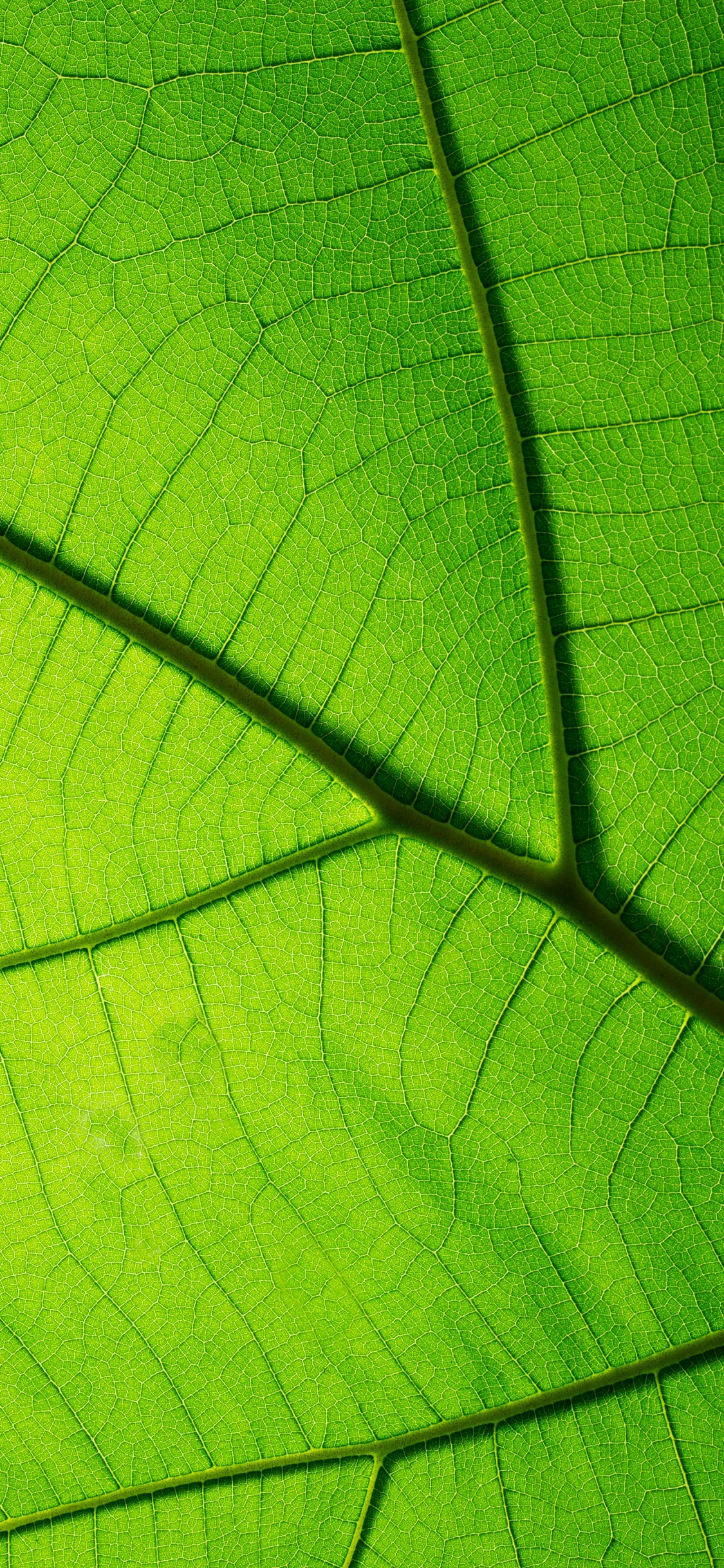 Hoja Verde en Fotografía de Cerca. Wallpaper in 1125x2436 Resolution