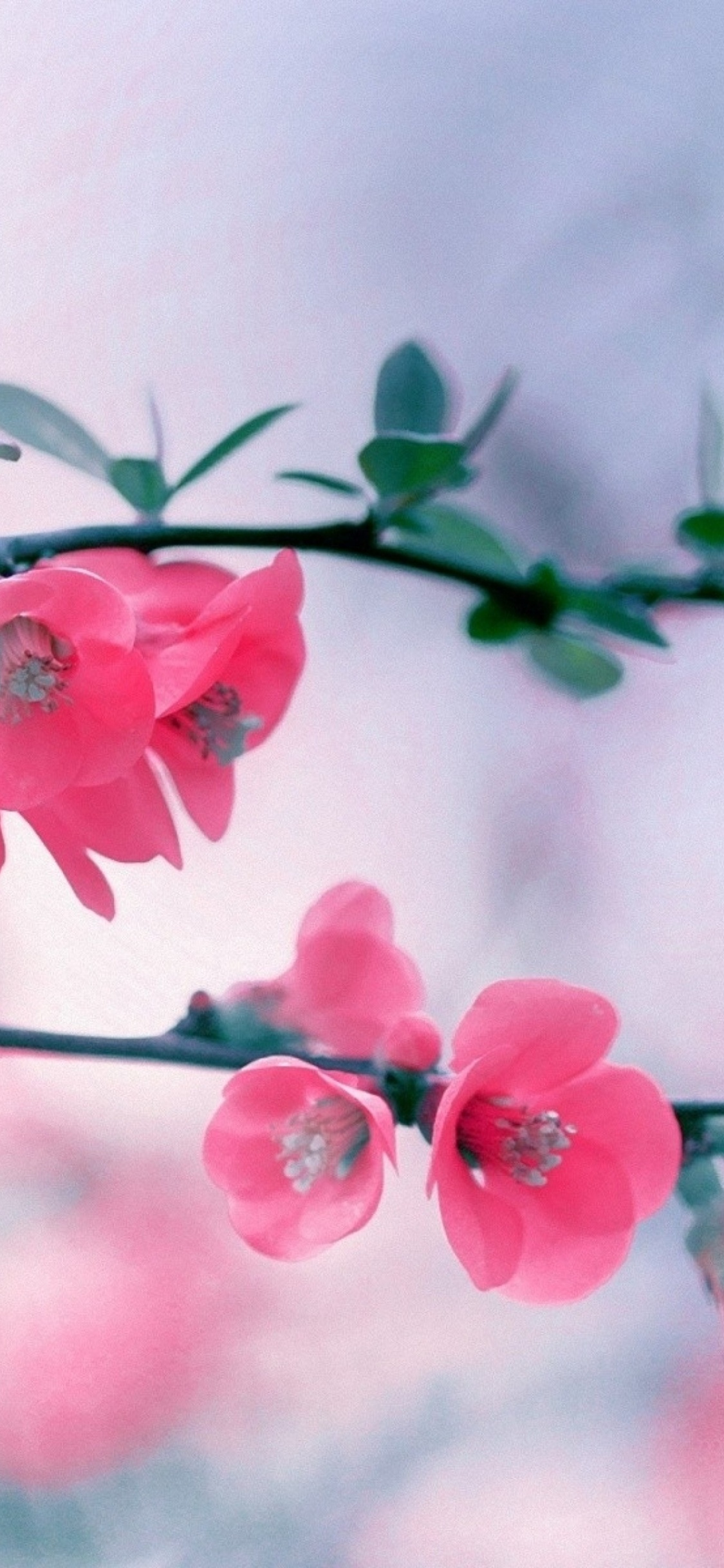 Flores Rosadas en Lentes de Cambio de Inclinación. Wallpaper in 1125x2436 Resolution