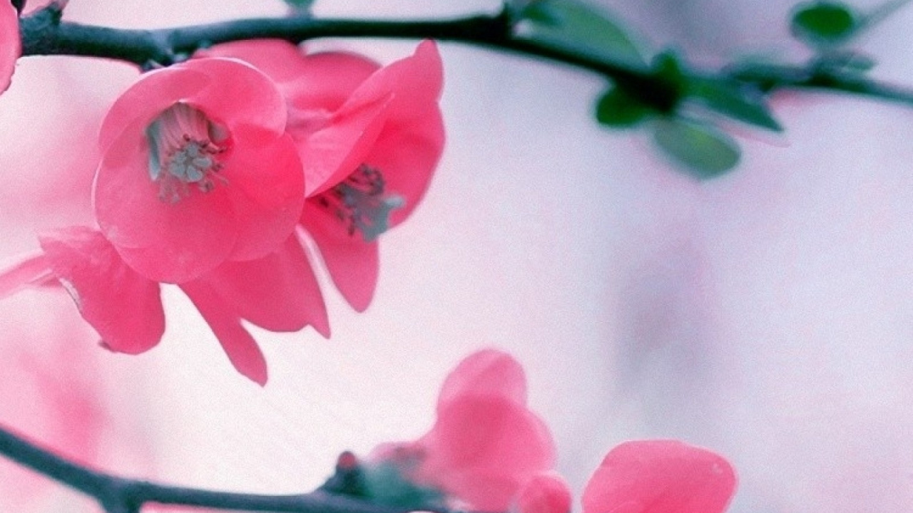 Flores Rosadas en Lentes de Cambio de Inclinación. Wallpaper in 1280x720 Resolution