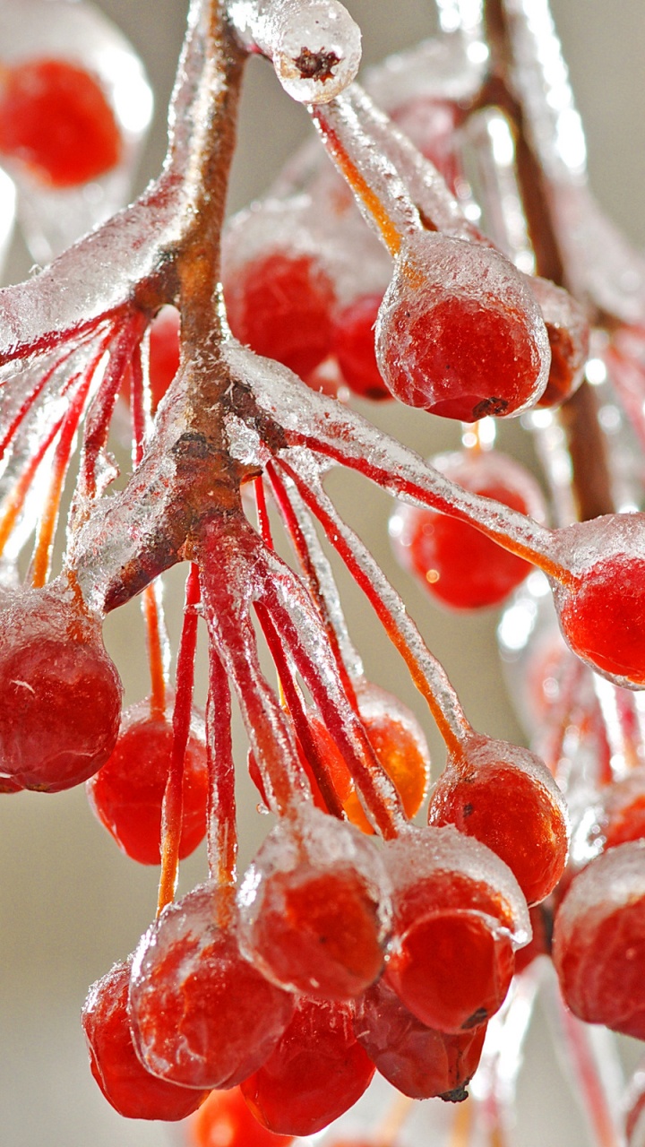 Fruits Ronds Rouges et Blancs. Wallpaper in 720x1280 Resolution