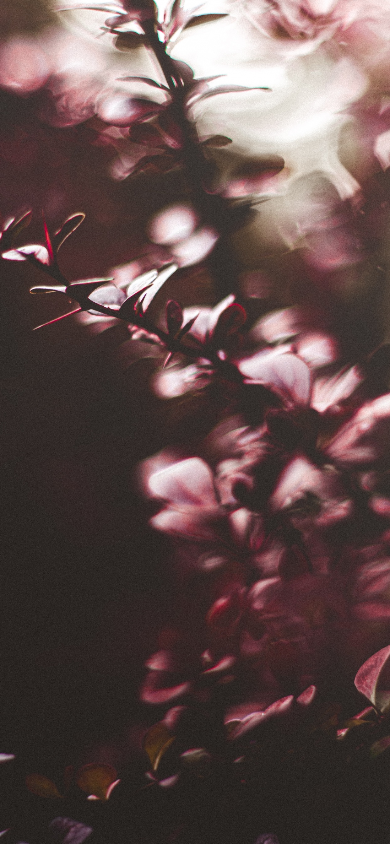 Fleurs Rouges Dans L'objectif à Basculement. Wallpaper in 1242x2688 Resolution