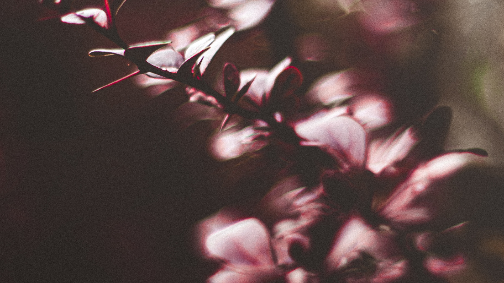 Fleurs Rouges Dans L'objectif à Basculement. Wallpaper in 1920x1080 Resolution