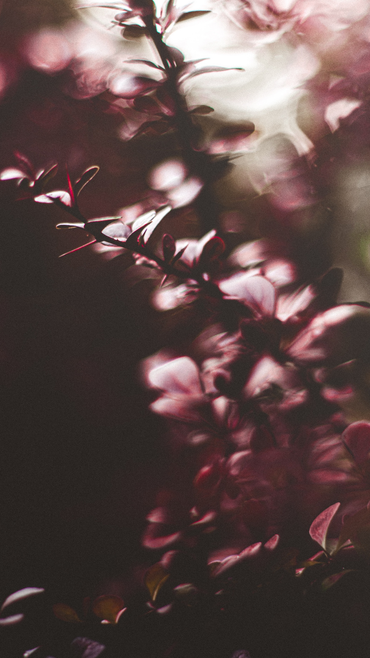 Fleurs Rouges Dans L'objectif à Basculement. Wallpaper in 750x1334 Resolution