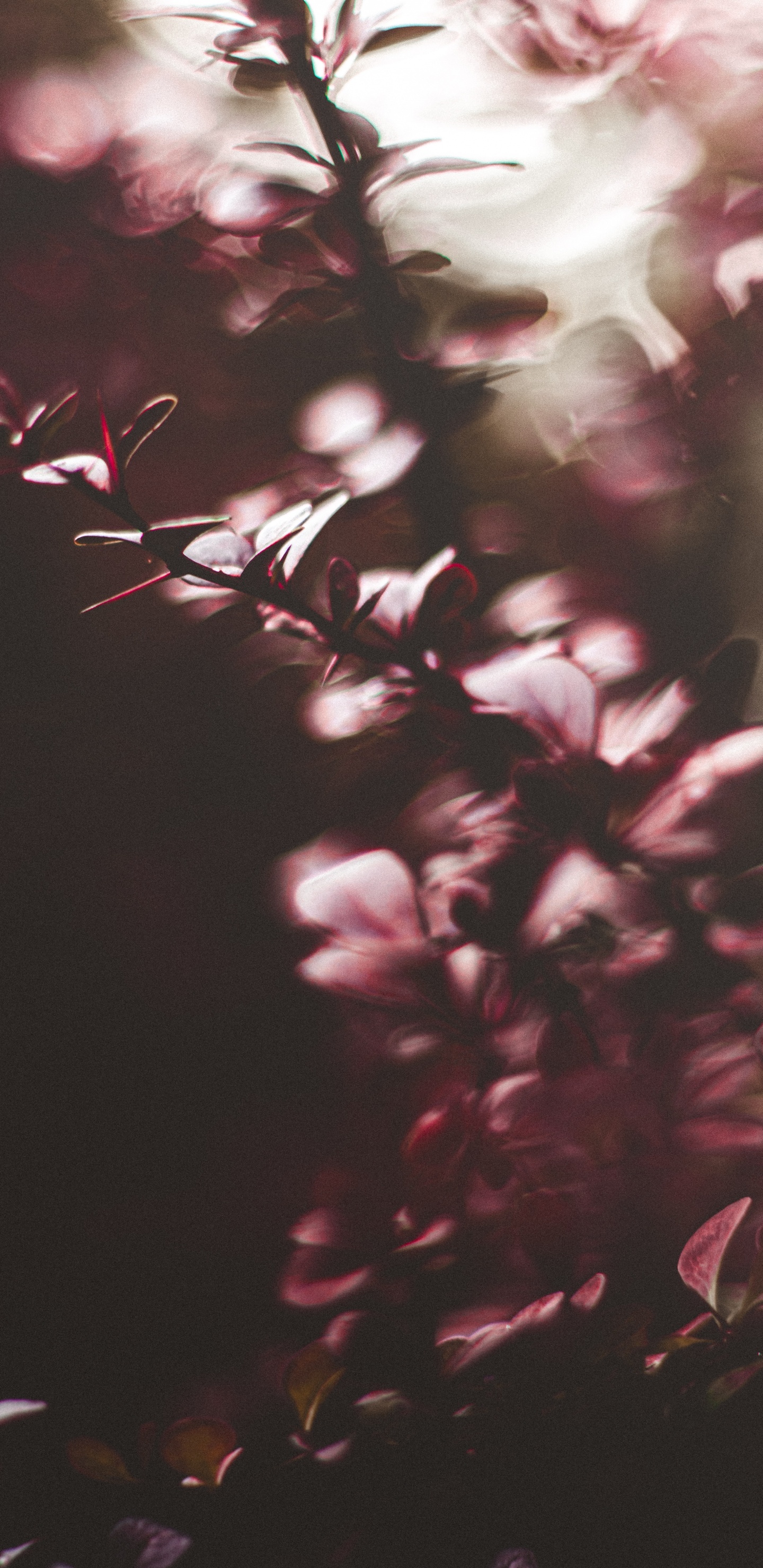 Flores Rojas en Lente de Cambio de Inclinación. Wallpaper in 1440x2960 Resolution