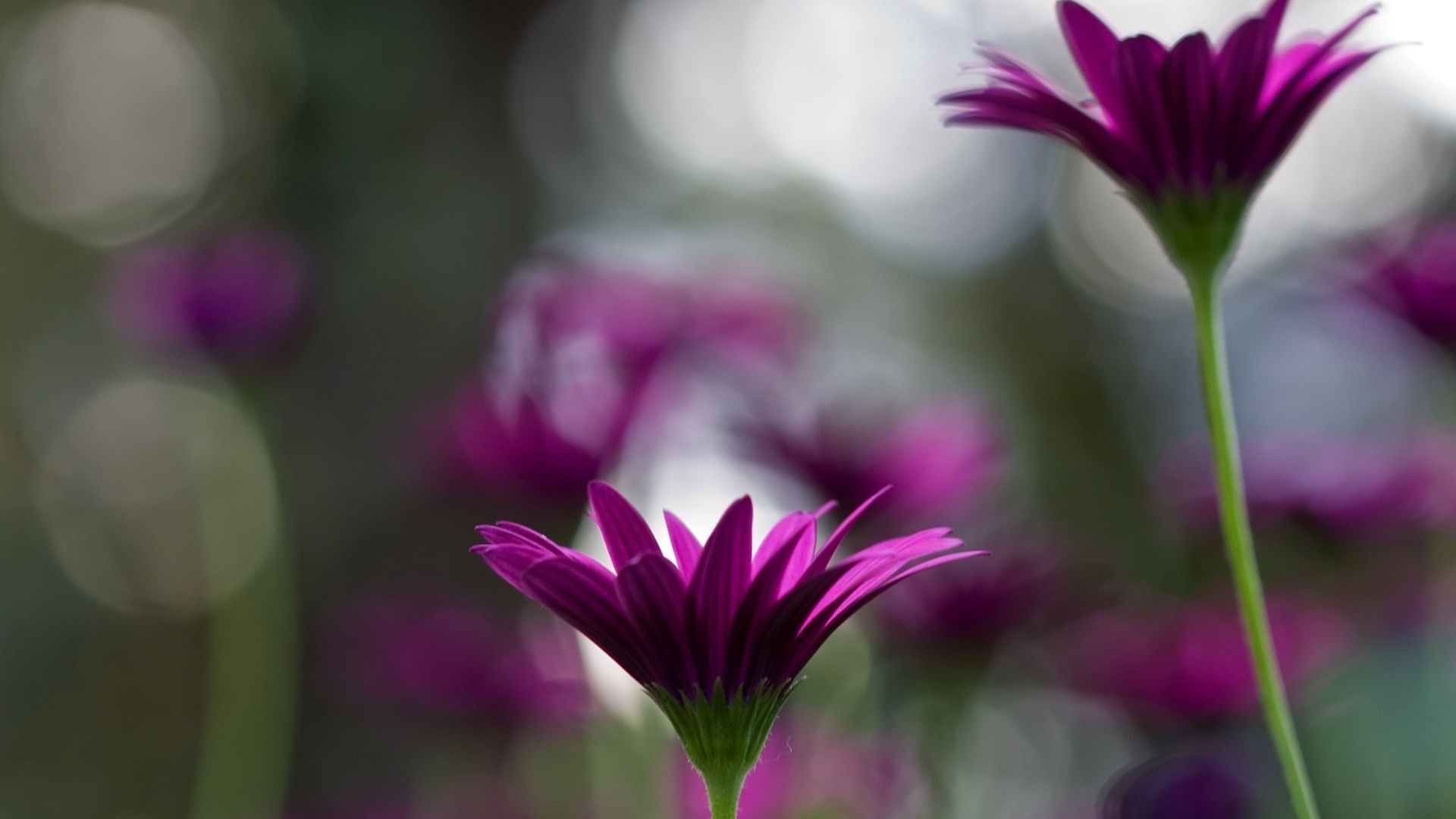 Pink Flower in Tilt Shift Lens. Wallpaper in 1920x1080 Resolution