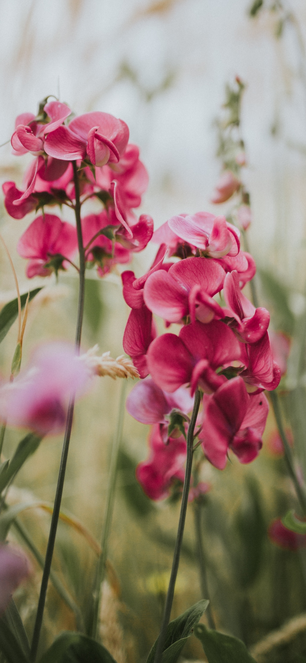 Pink Flowers in Tilt Shift Lens. Wallpaper in 1242x2688 Resolution