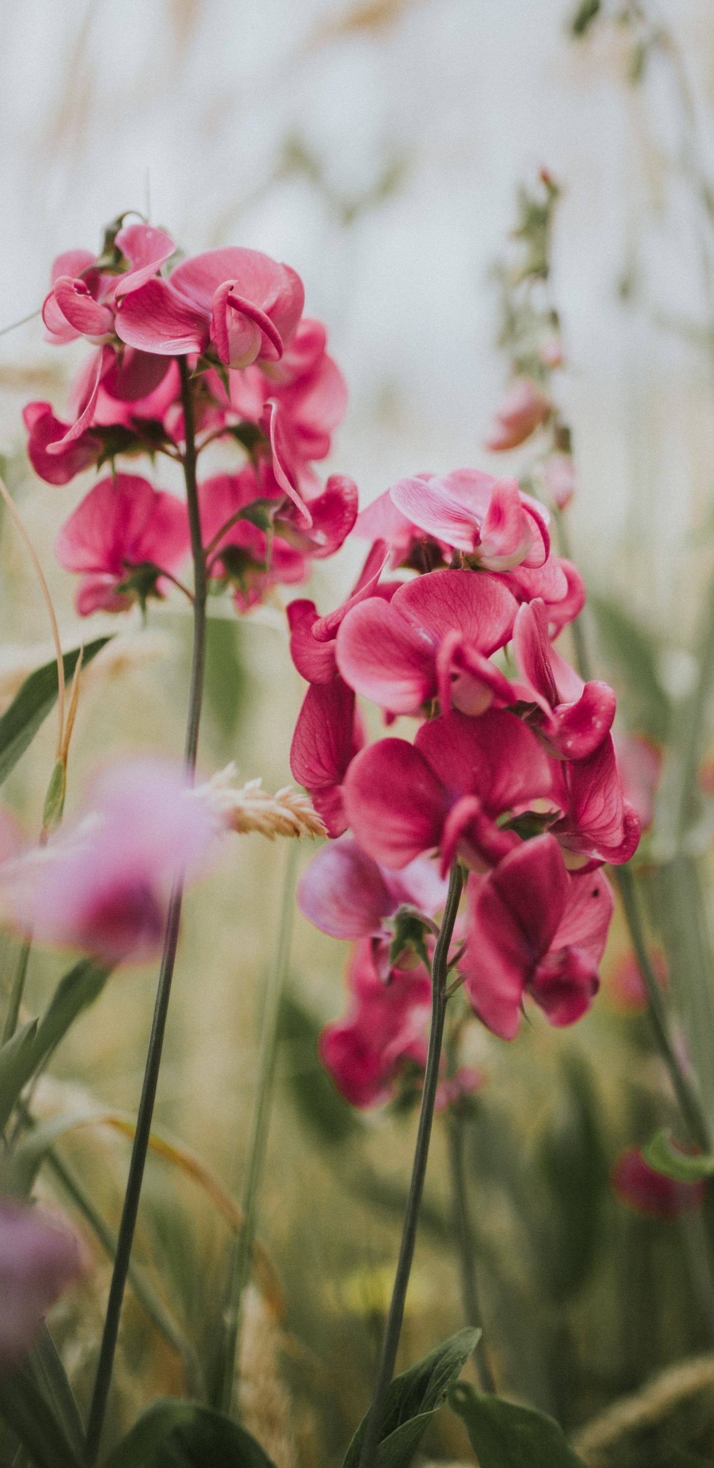 Pink Flowers in Tilt Shift Lens. Wallpaper in 1440x2960 Resolution