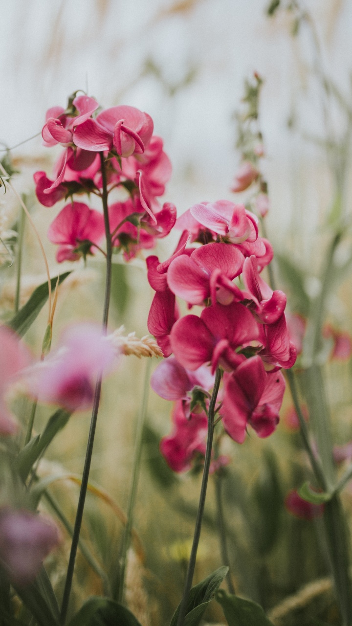 Pink Flowers in Tilt Shift Lens. Wallpaper in 720x1280 Resolution