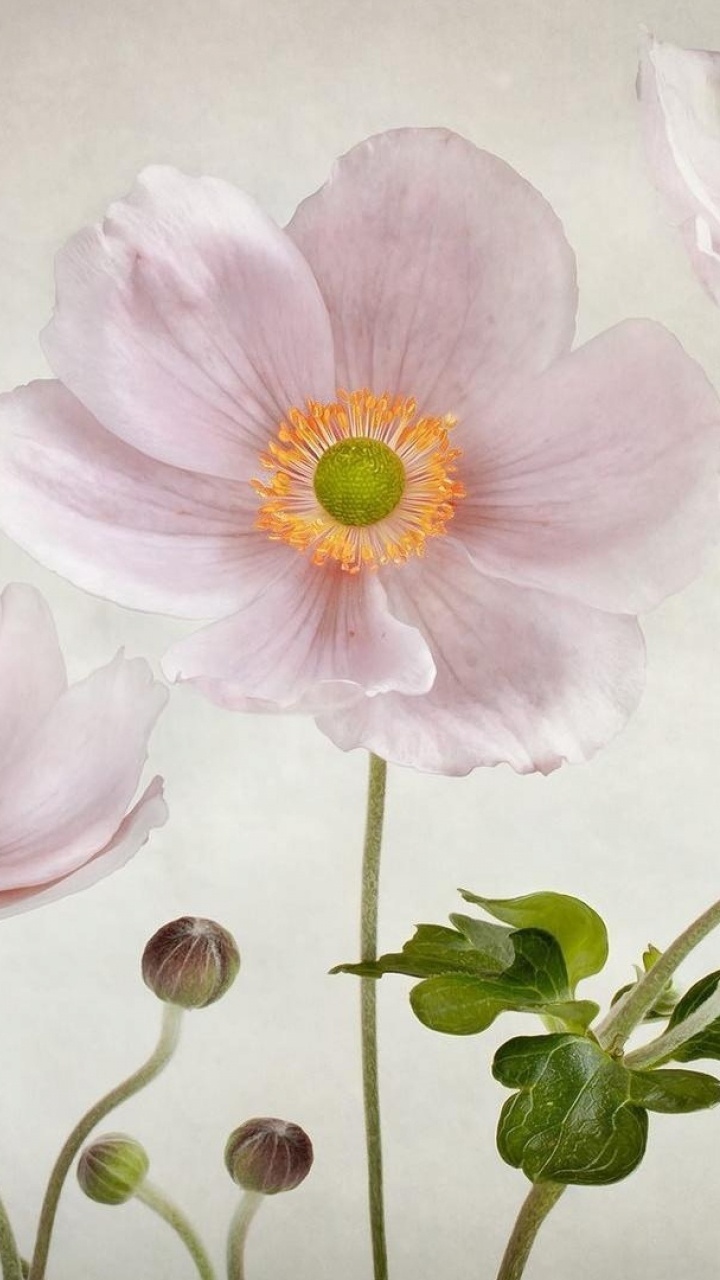 Peinture de Fleurs Roses et Blanches. Wallpaper in 720x1280 Resolution