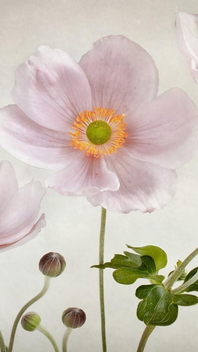 Peinture de Fleurs Roses et Blanches. Wallpaper in 750x1334 Resolution